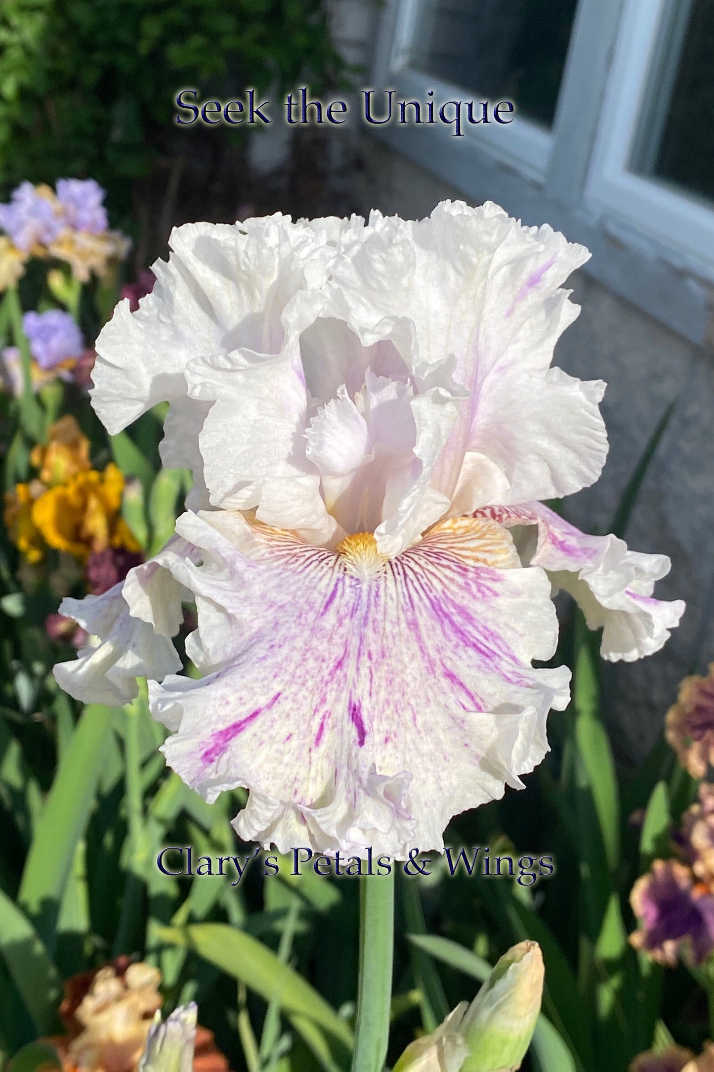 SEEK THE UNIQUE - 2020 - TB - Fragrant