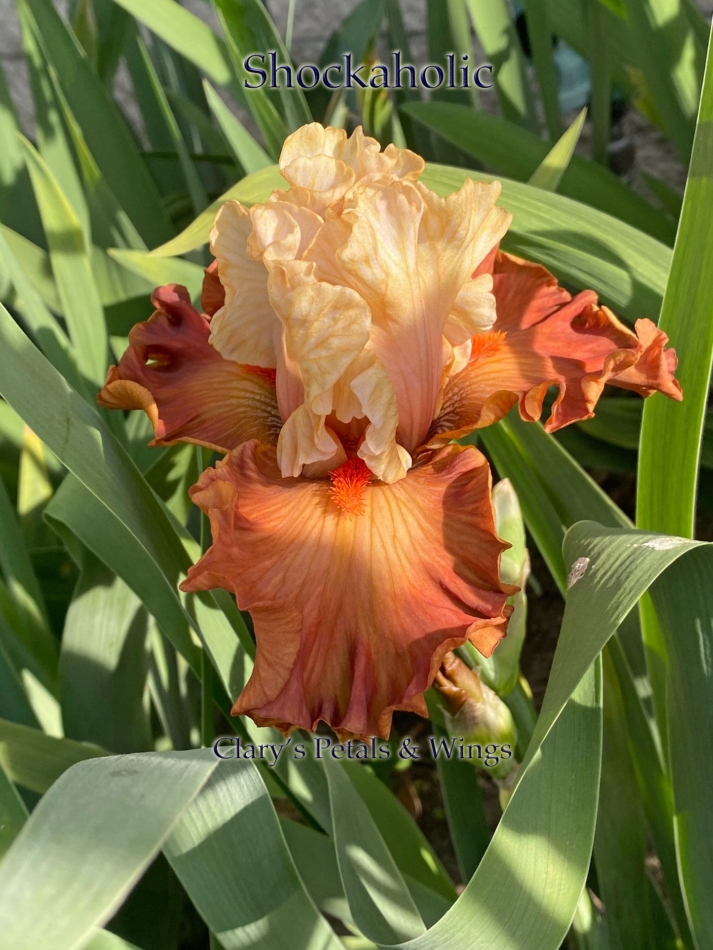 SHOCKAHOLIC - 2020 - TB - Fragrant