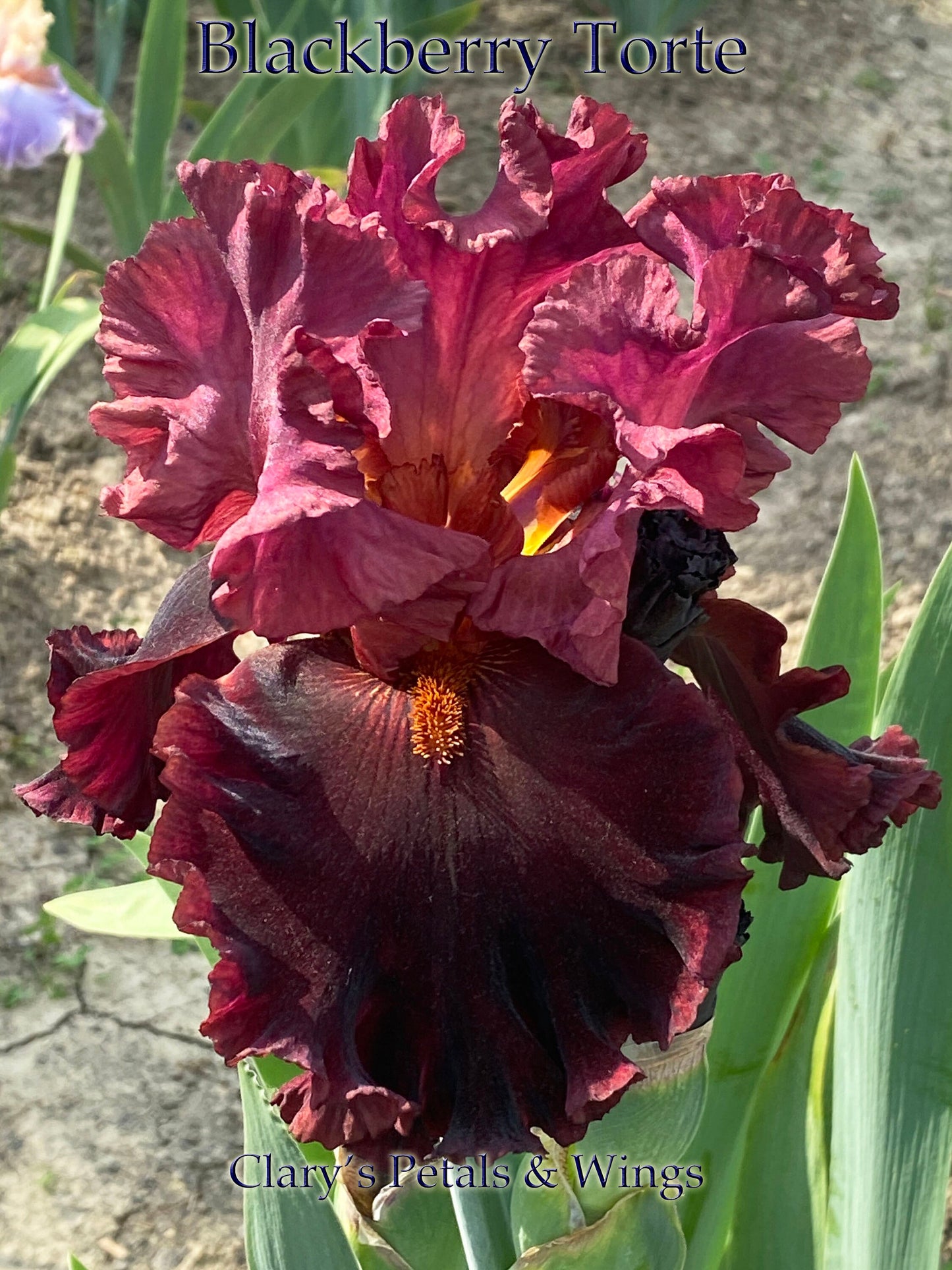 BLACKBERRY TORTE - 2020 - TB - Fragrant