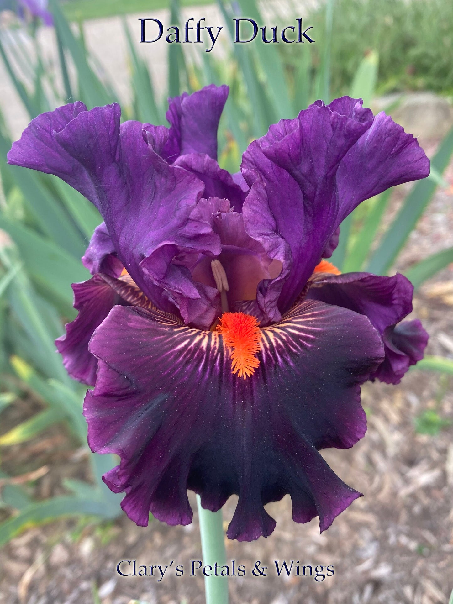 DAFFY DUCK - 2016 - TB