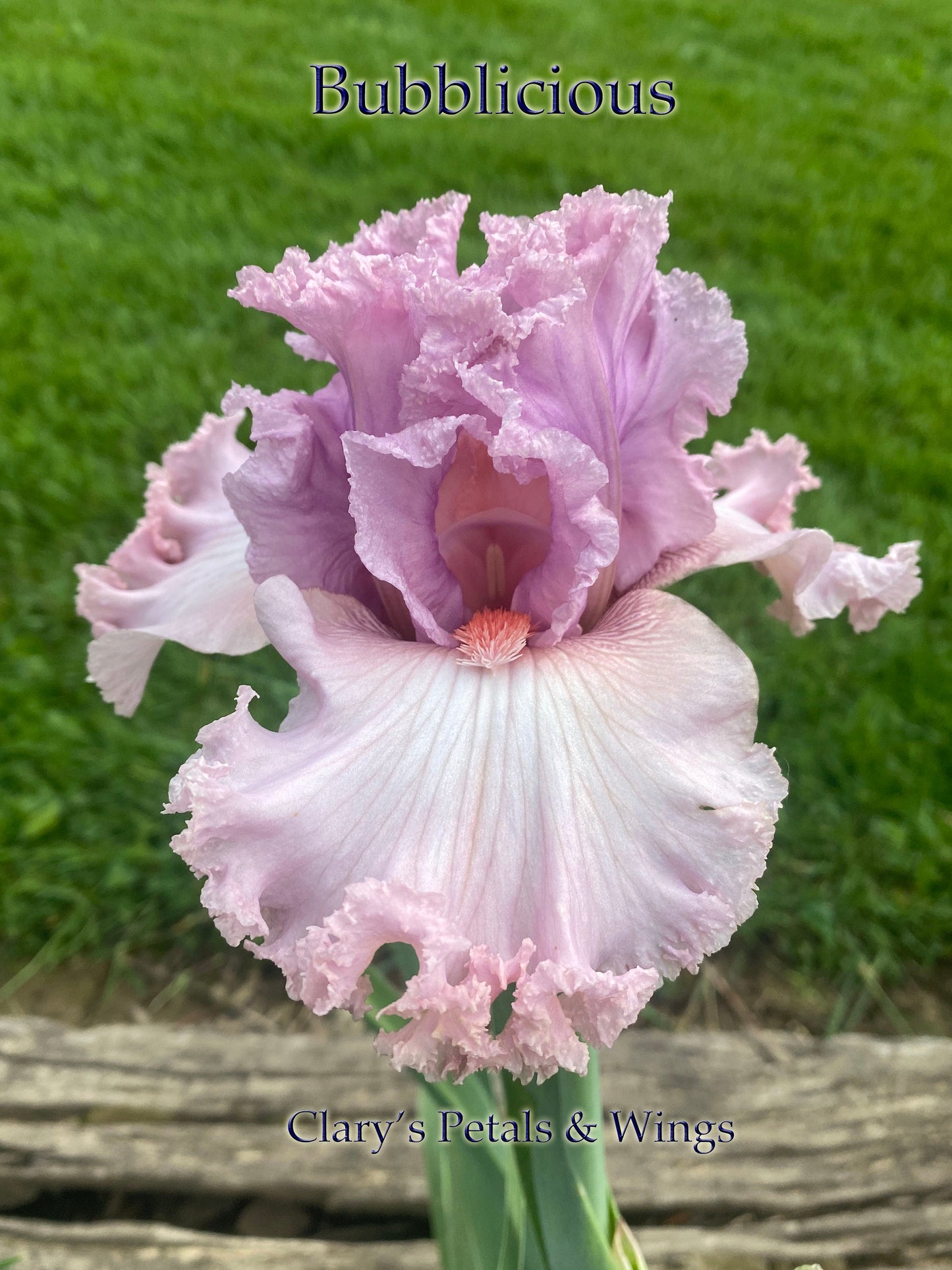 BUBBLICIOUS - 2012 - TB - Fragrant