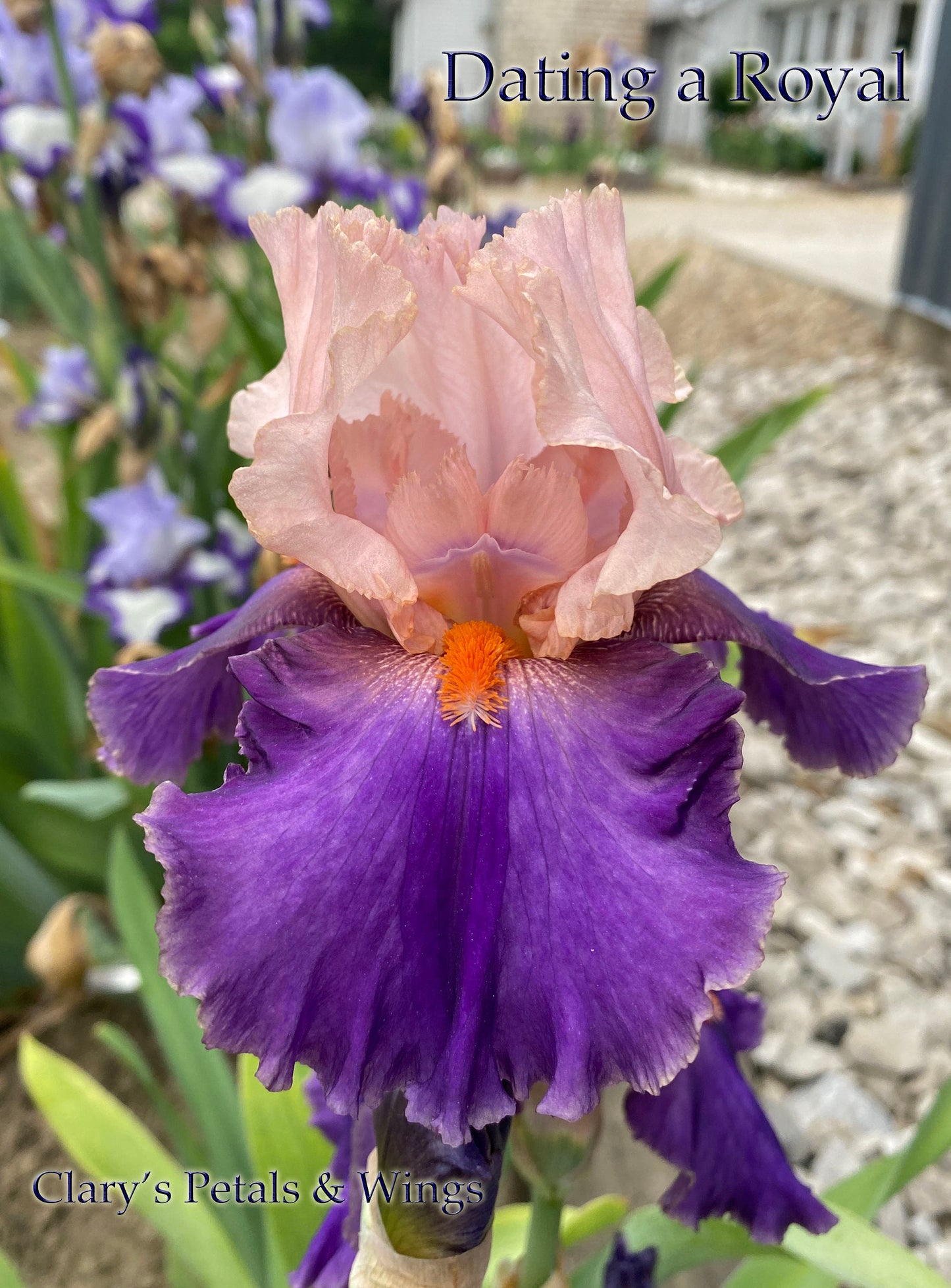 DATING A ROYAL - 2014 - TB