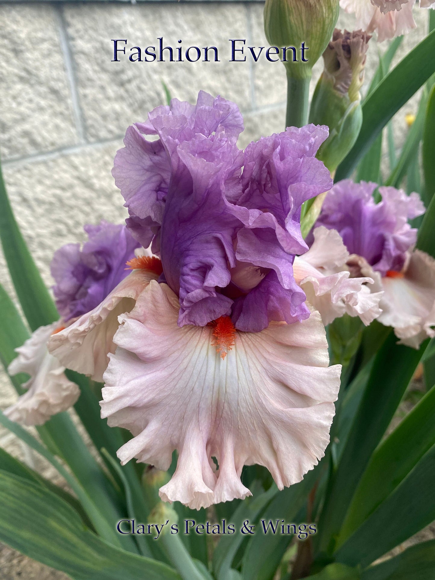 FASHION EVENT - 2020 - TB