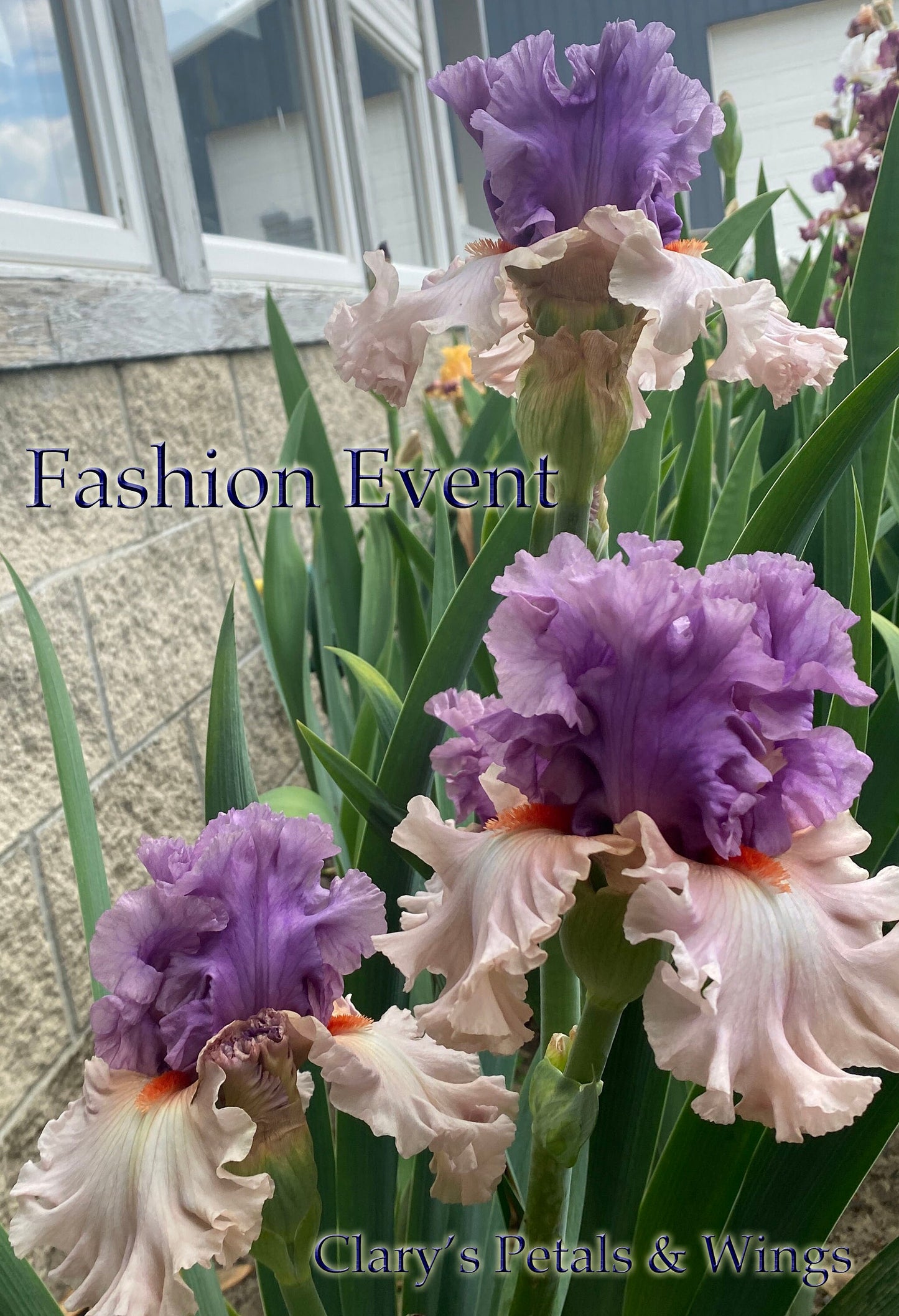 FASHION EVENT - 2020 - TB