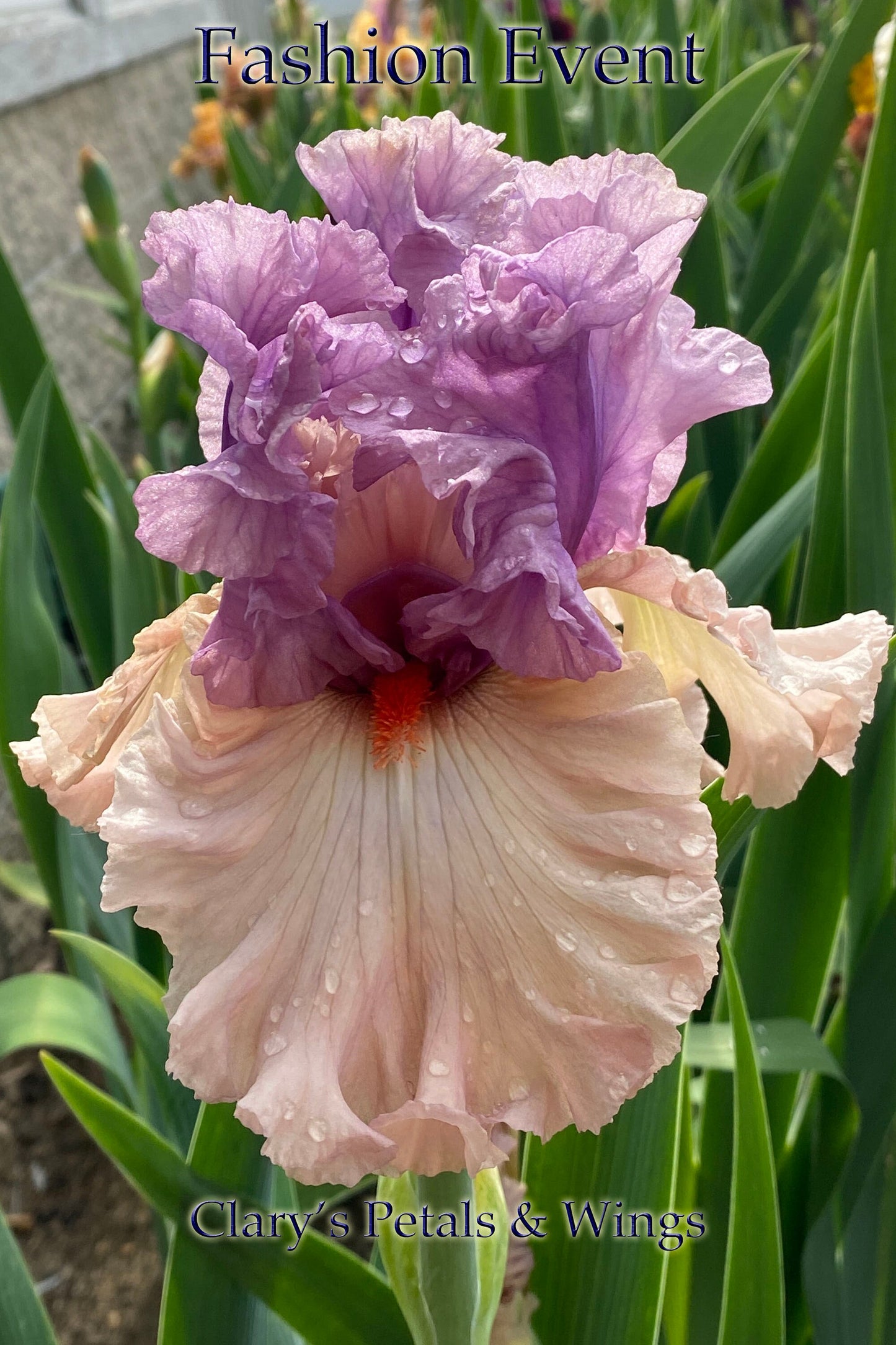 FASHION EVENT - 2020 - TB