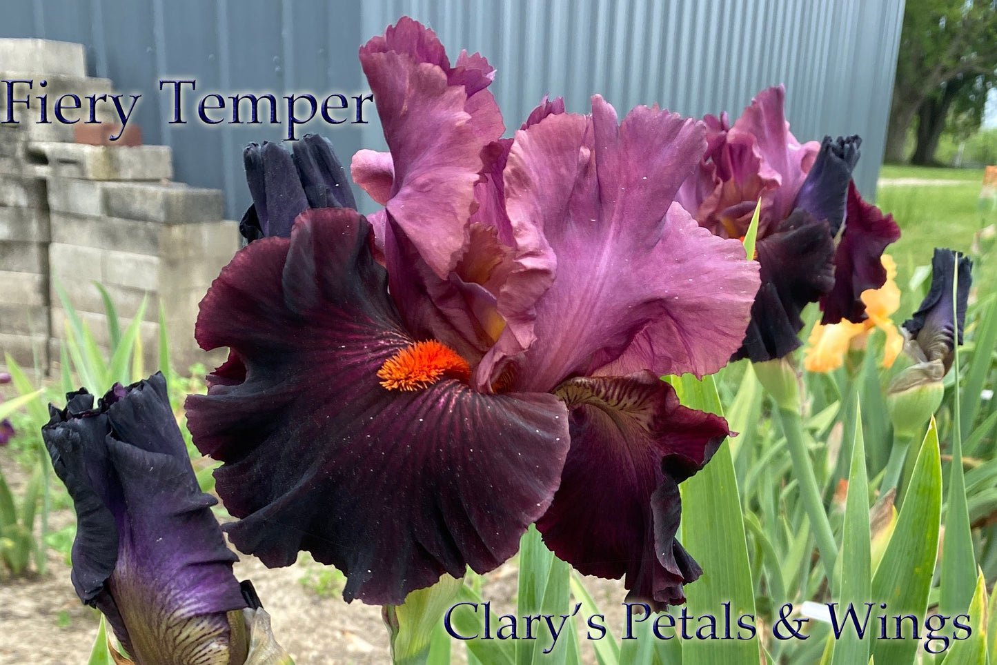 FIERY TEMPER - 2000 - TB - Fragrant