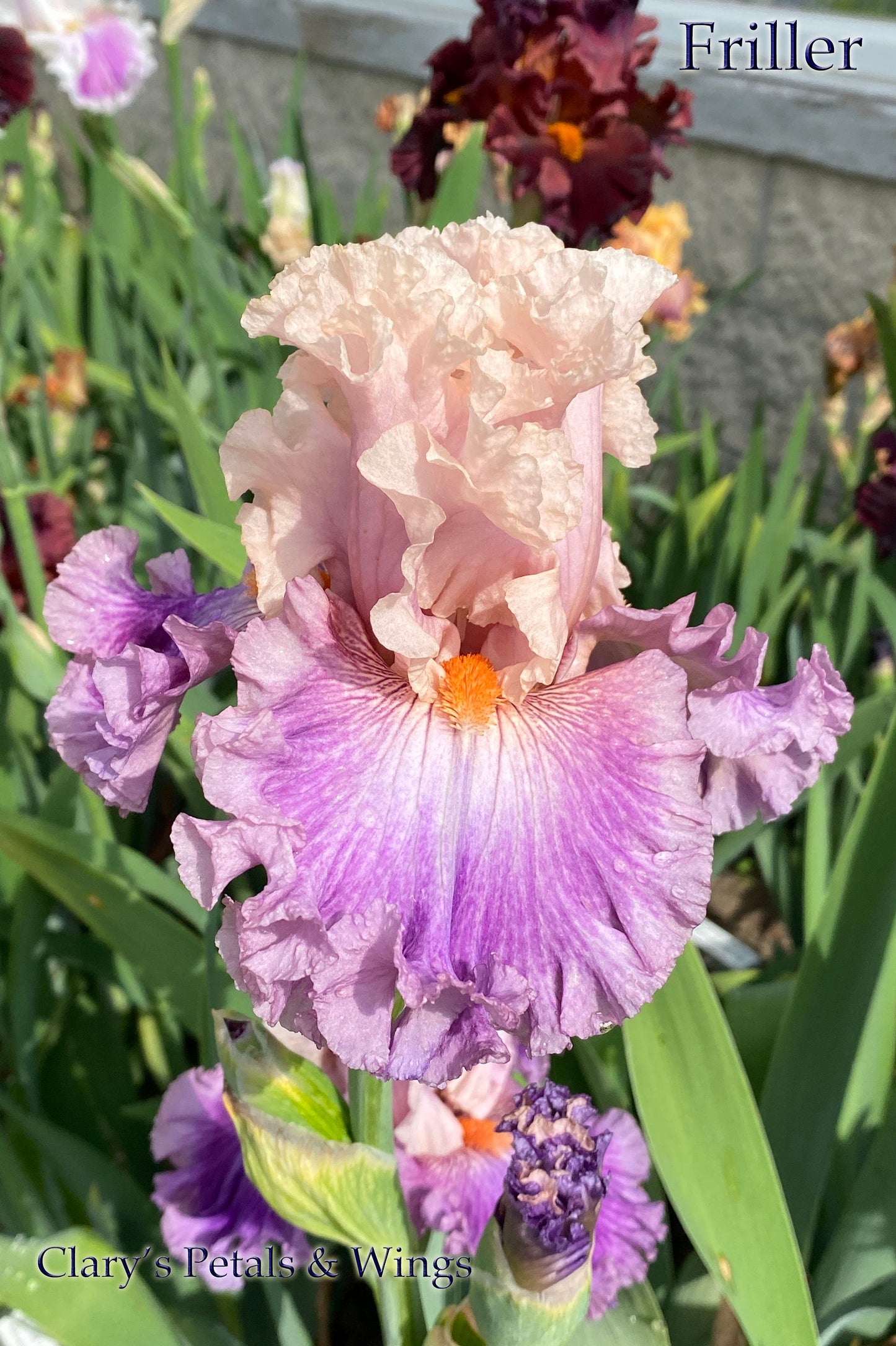 FRILLER - 2020 - TB - Fragrant