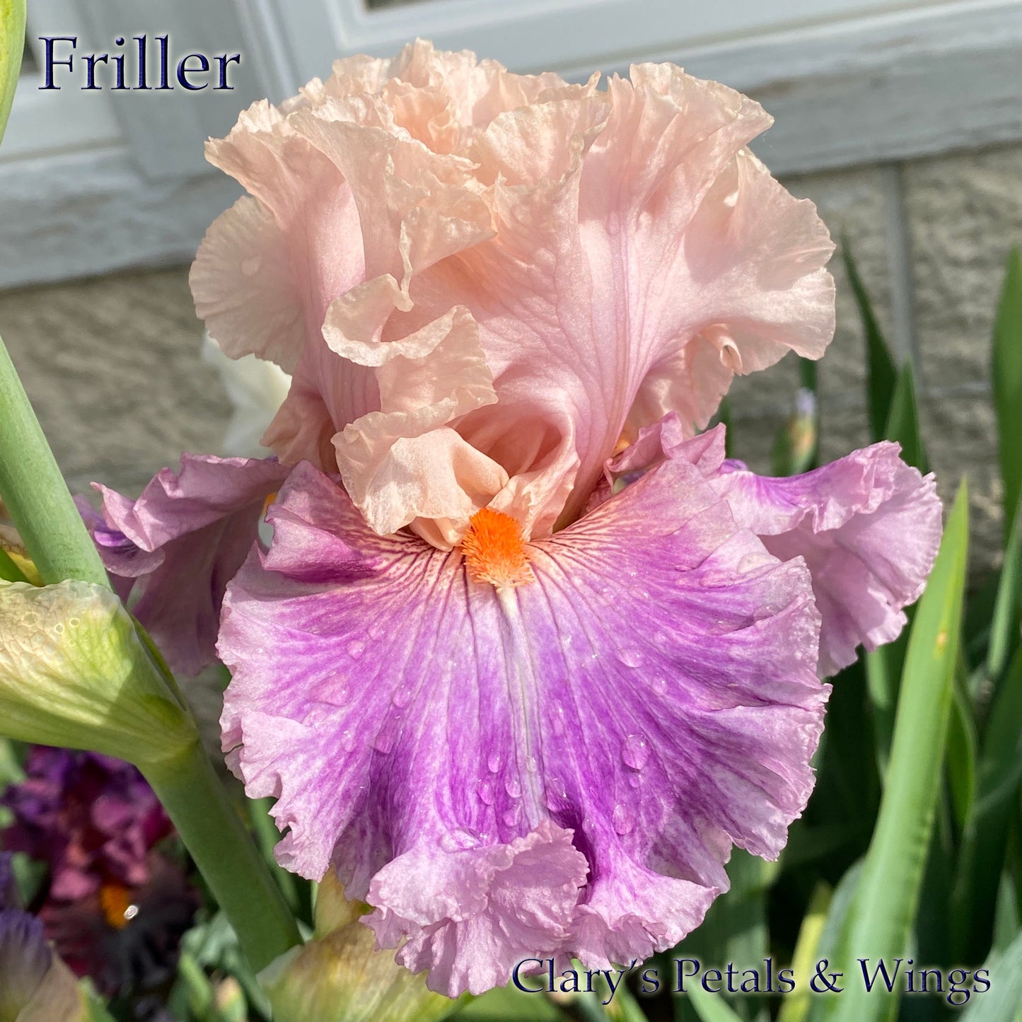 FRILLER - 2020 - TB - Fragrant