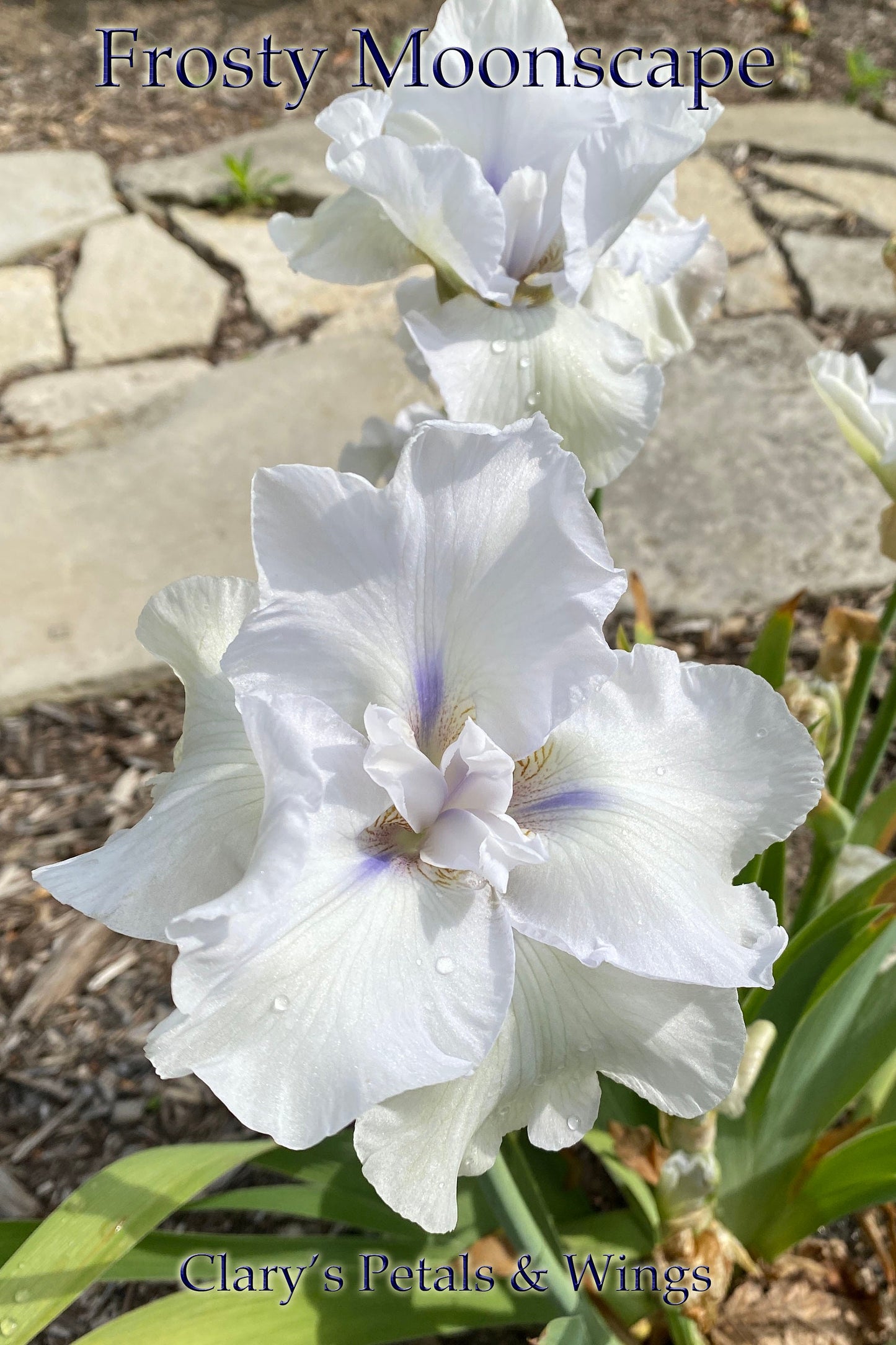 FROSTY MOONSCAPE - 2006 - TB - Reblooming