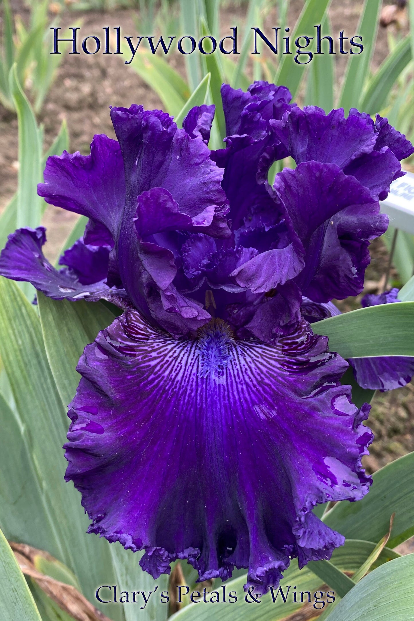 HOLLYWOOD NIGHTS - 2001 TB-Fragrant