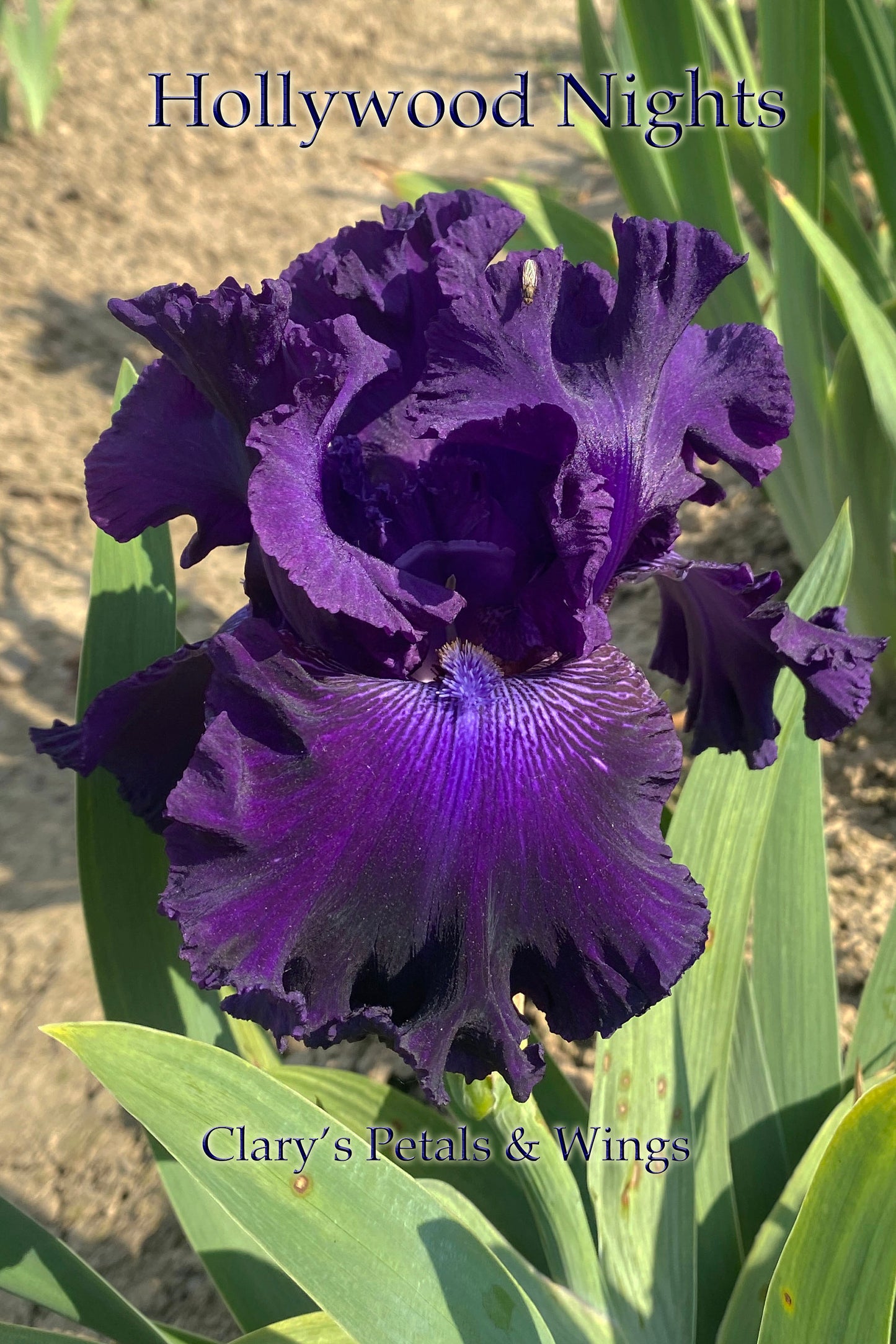 HOLLYWOOD NIGHTS - 2001 TB-Fragrant