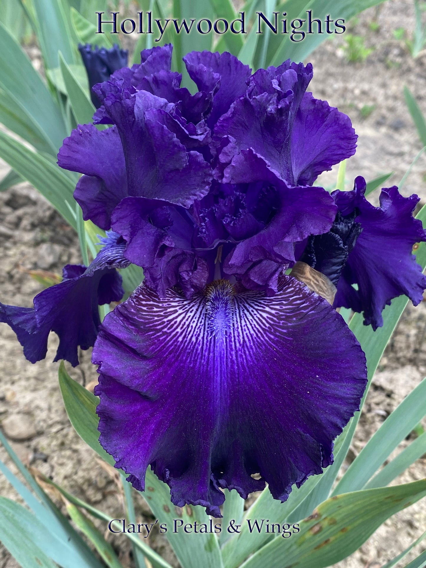 HOLLYWOOD NIGHTS - 2001 TB-Fragrant