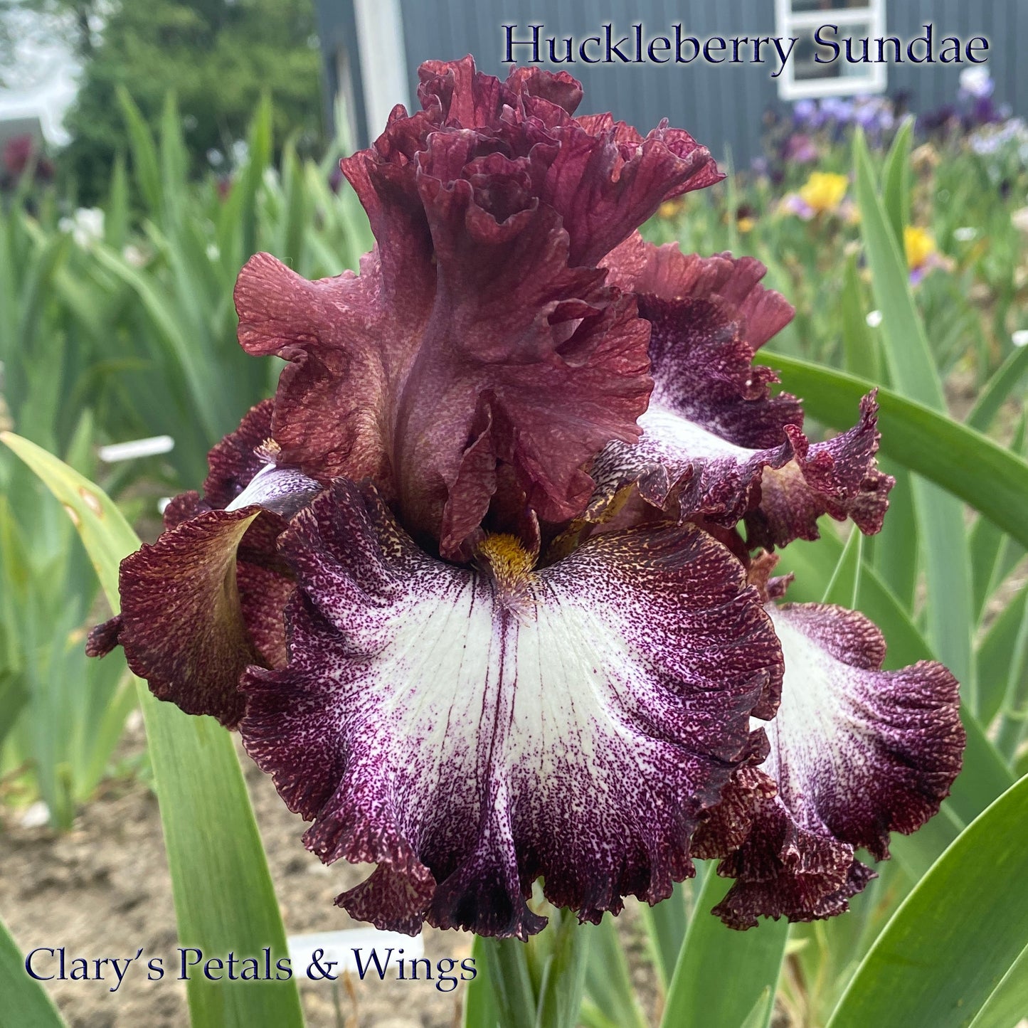 HUCKLEBERRY SUNDAE-2014 TB