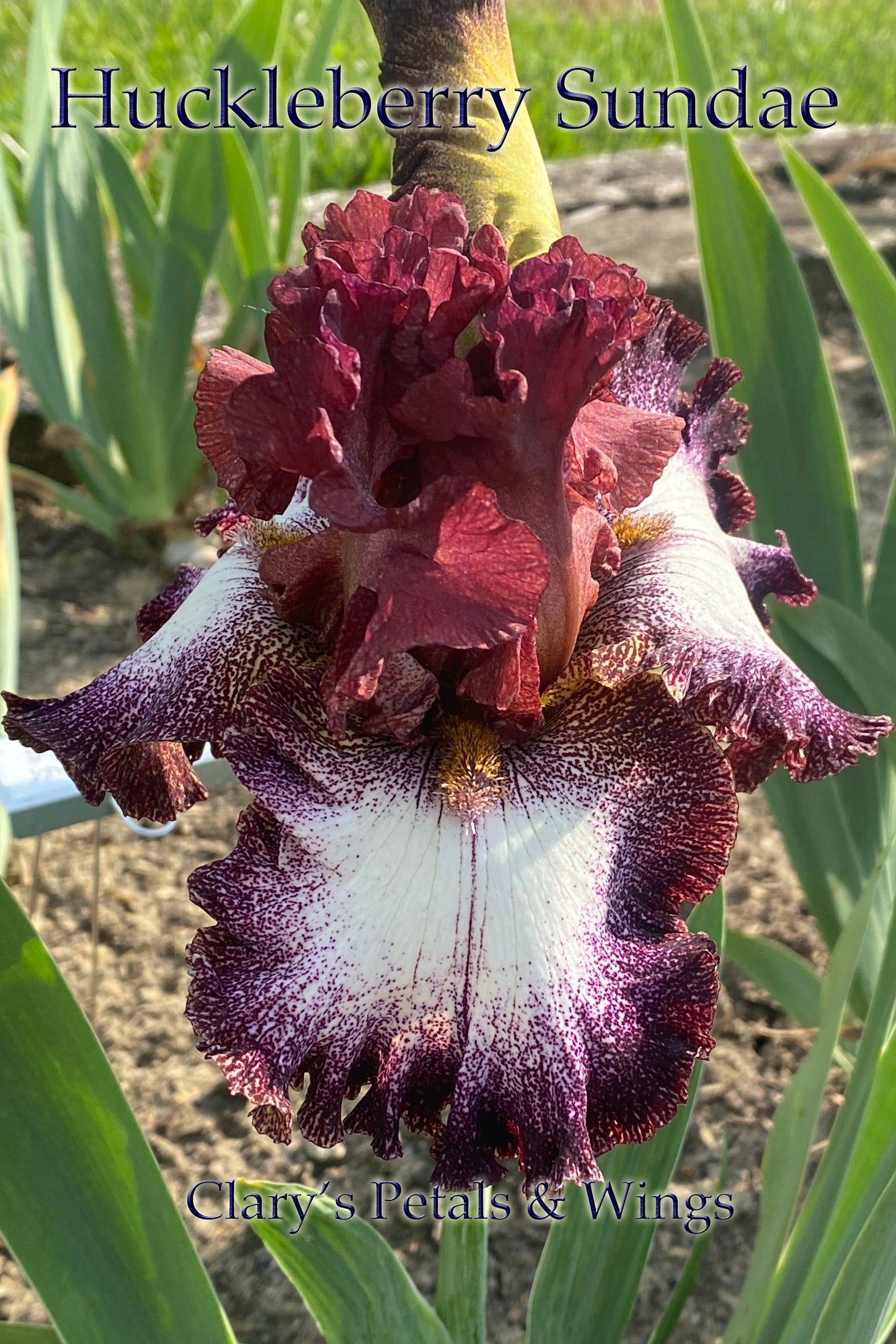 HUCKLEBERRY SUNDAE-2014 TB