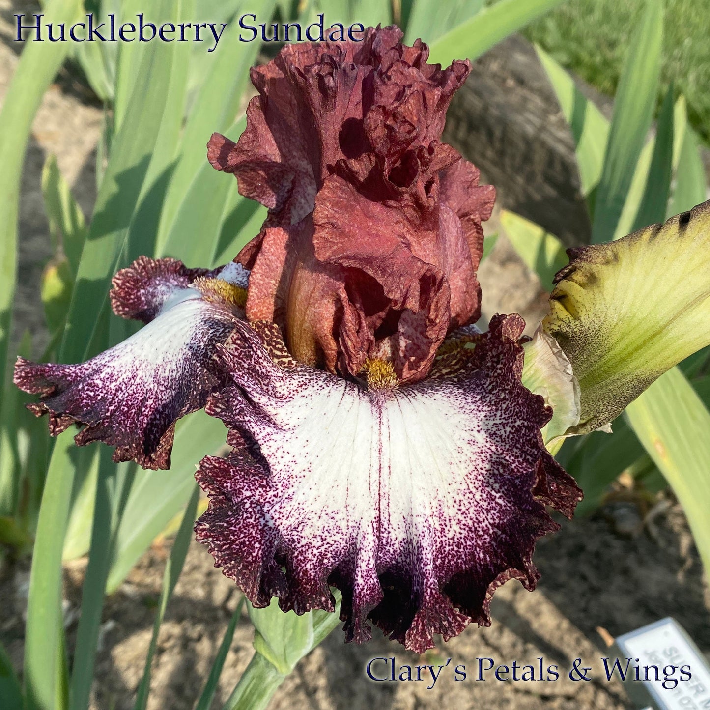 HUCKLEBERRY SUNDAE-2014 TB