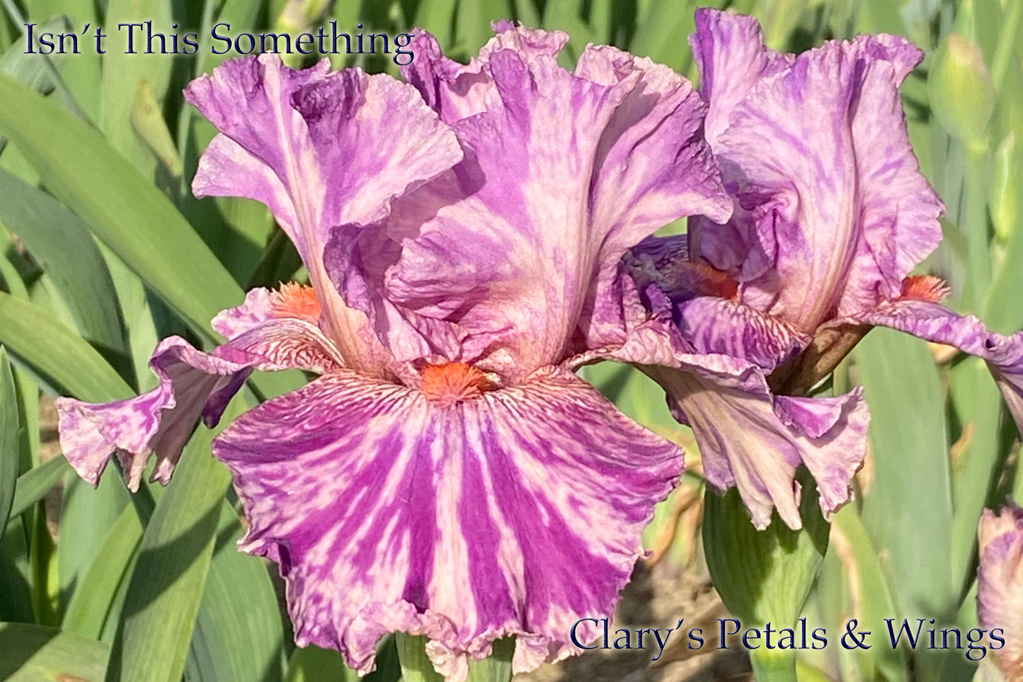 ISN’T THIS SOMETHING -1993 TB-Fragrant