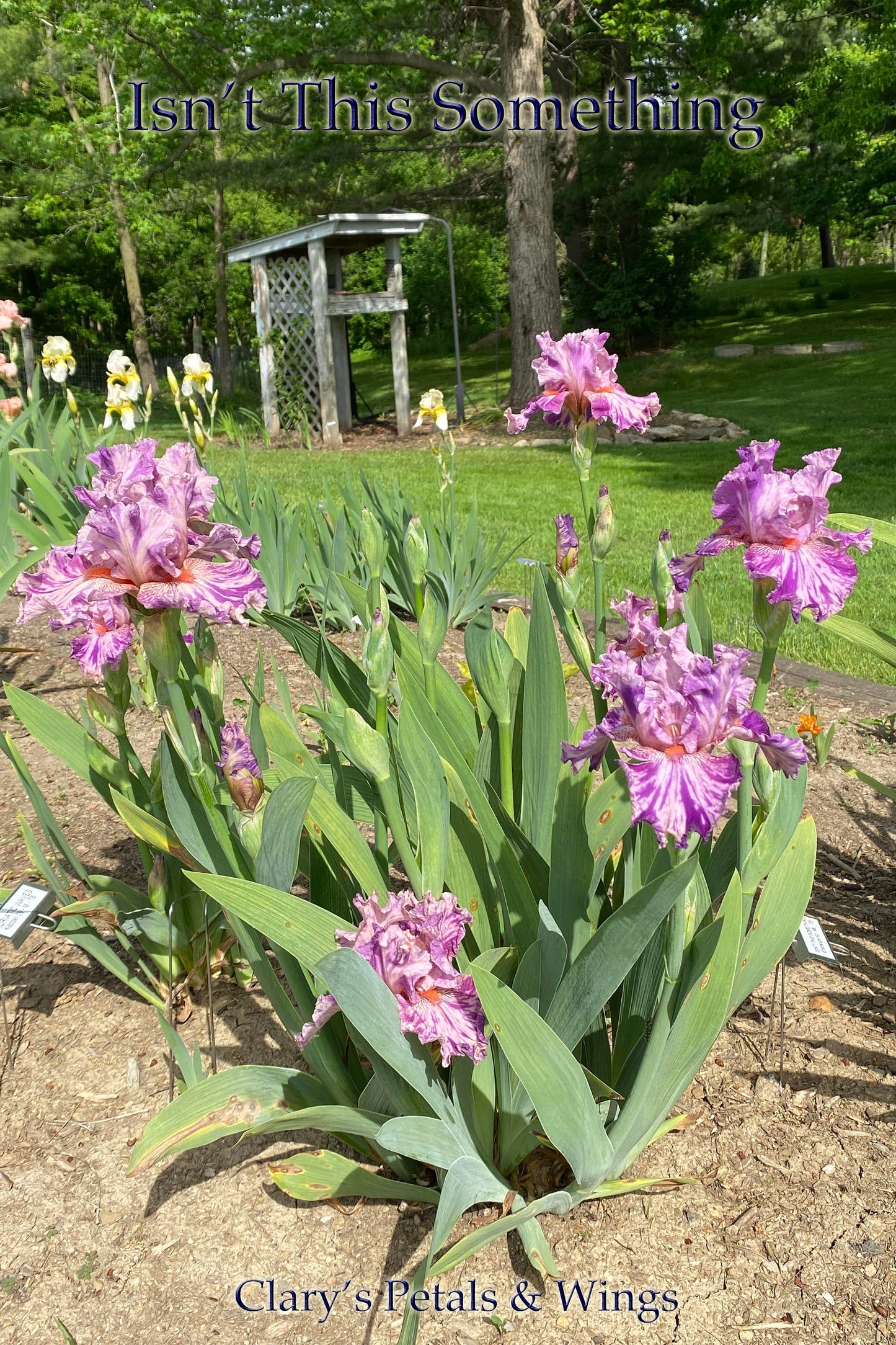 ISN’T THIS SOMETHING -1993 TB-Fragrant