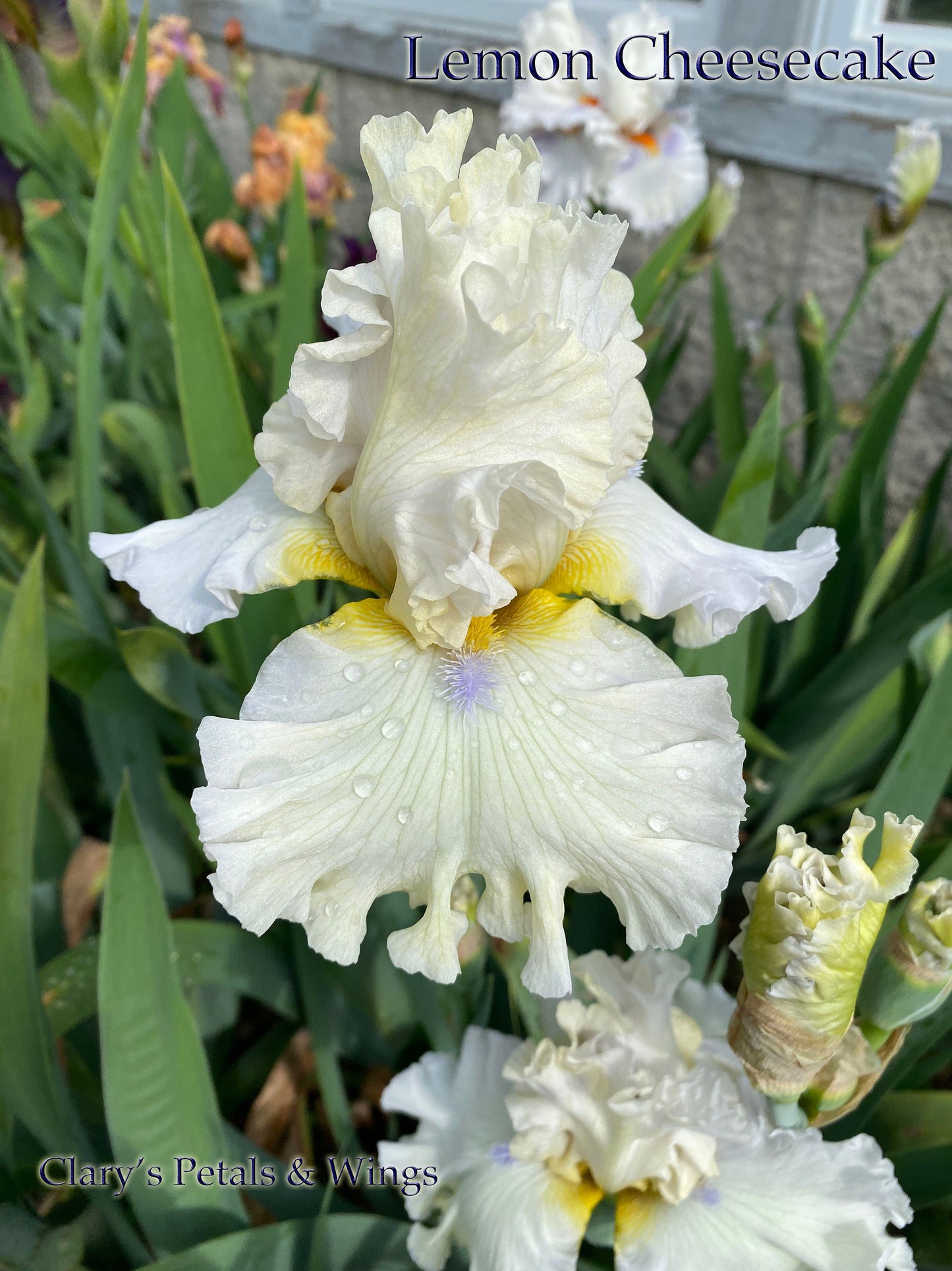 LEMON CHEESECAKE - 2020 TB-Fragrant