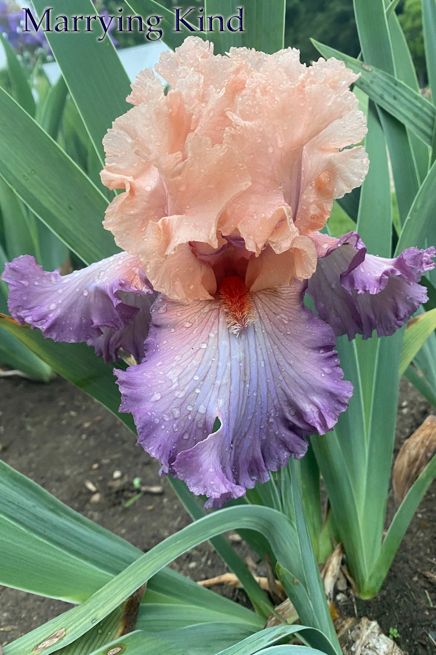 MARRYING KIND -  2015 TB