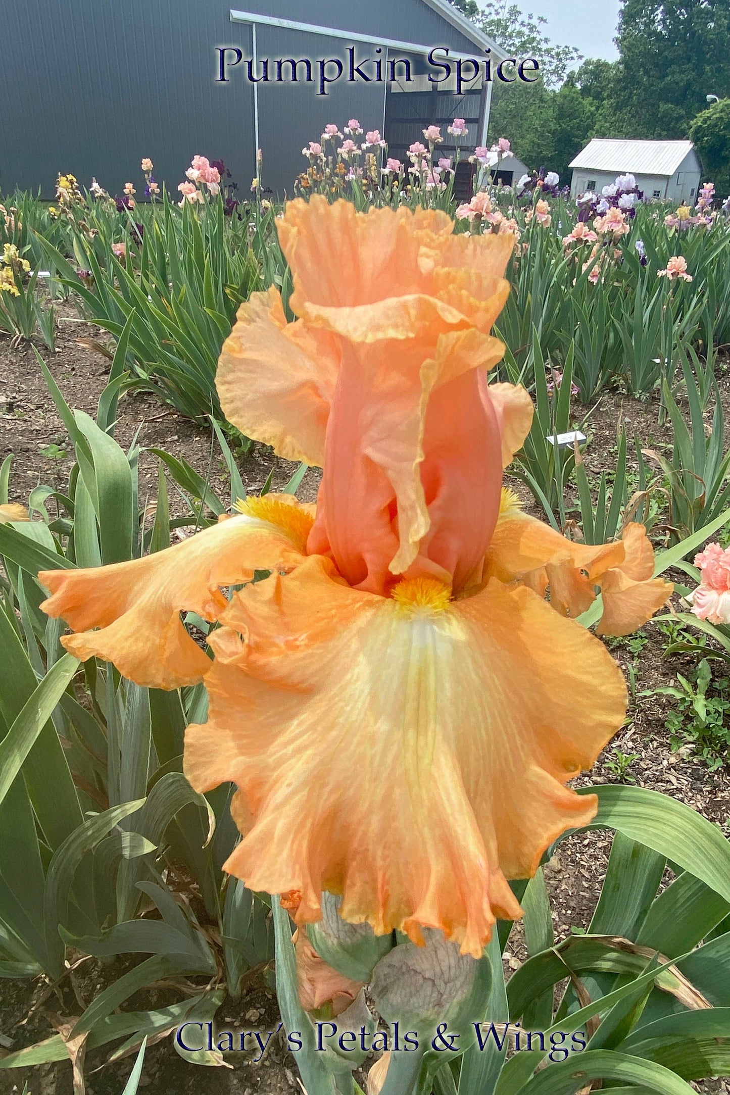 PUMPKIN SPICE- 2018 TB-Fragrant