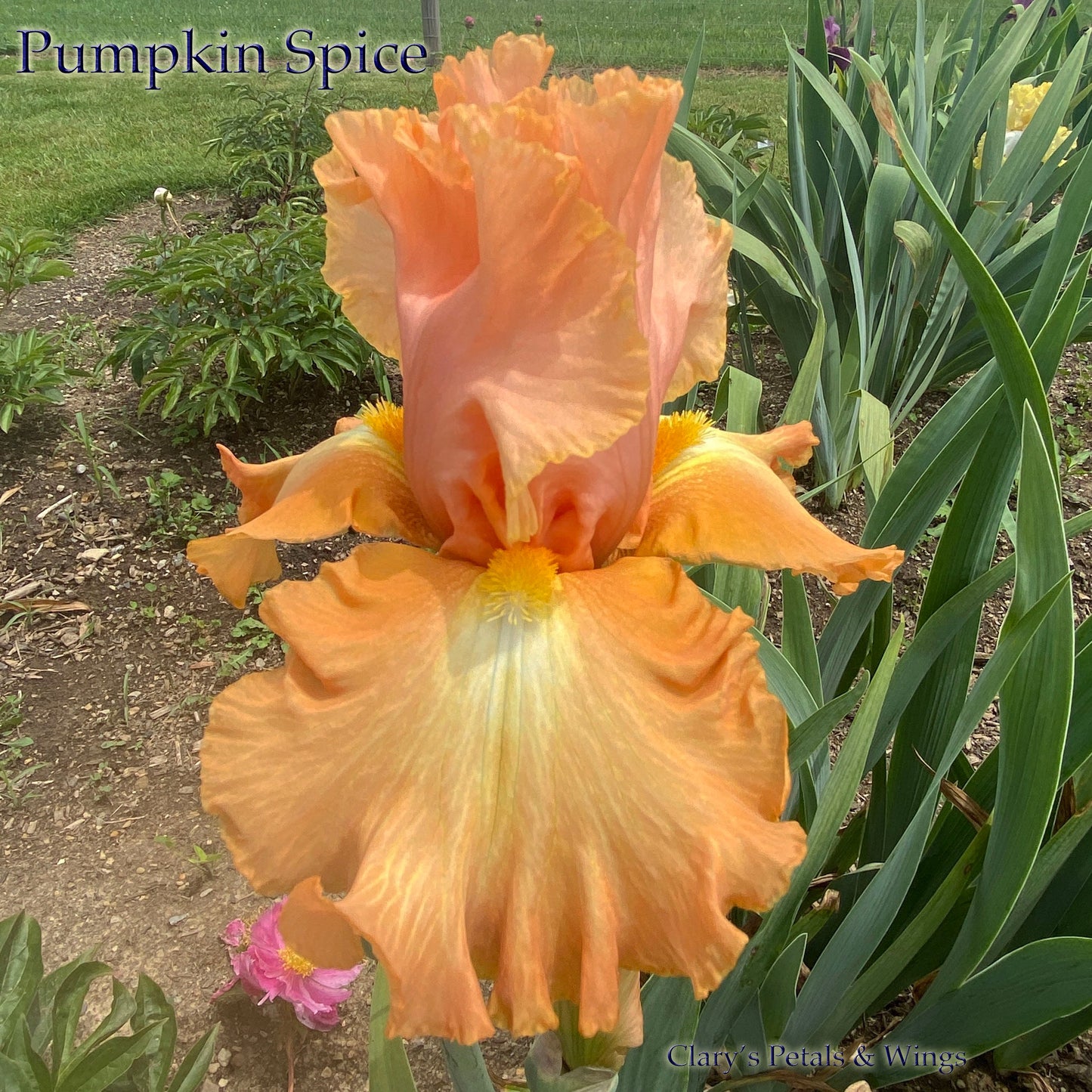 PUMPKIN SPICE- 2018 TB-Fragrant