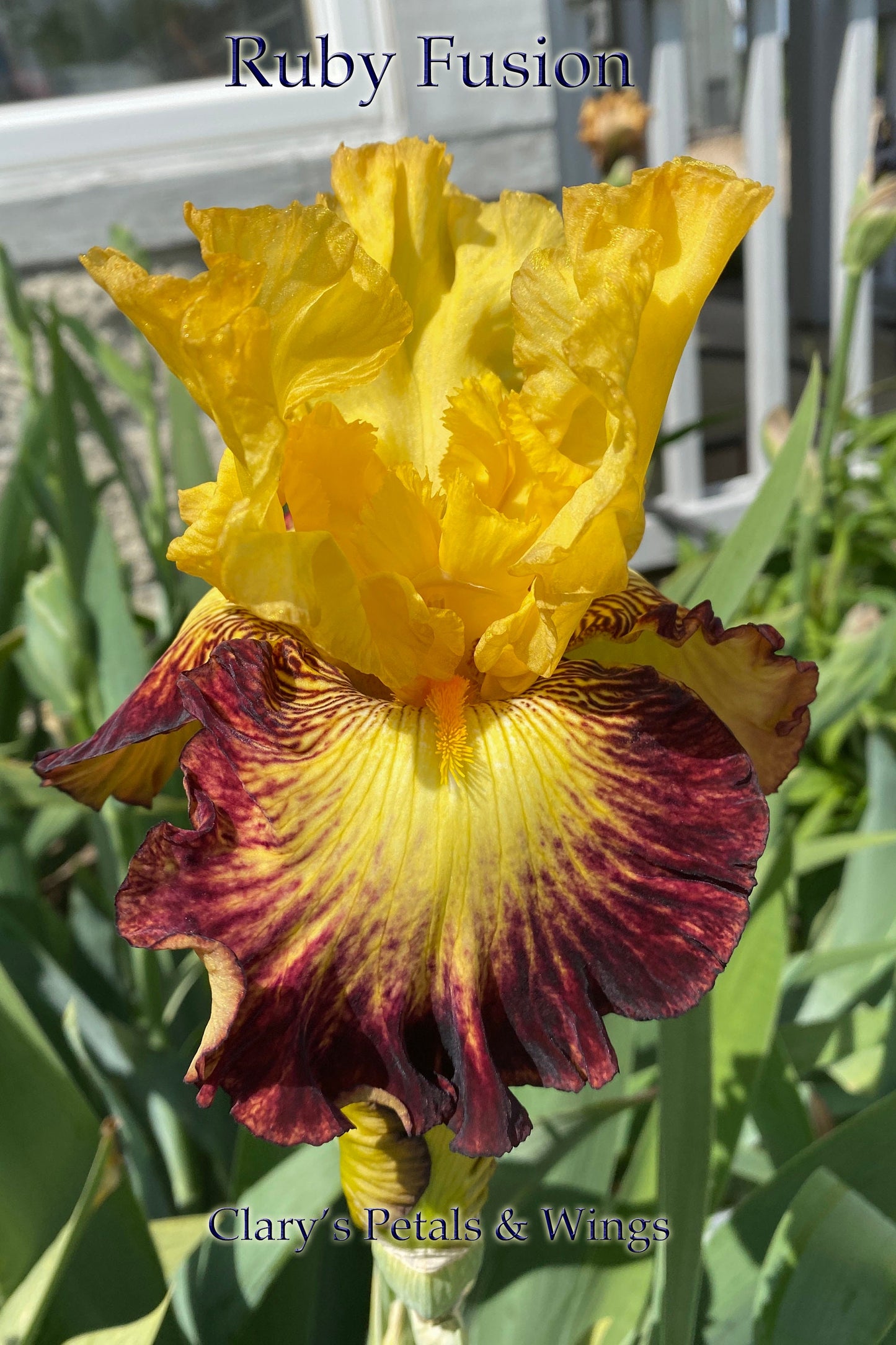 RUBY FUSION - 2020 - TB - Fragrant