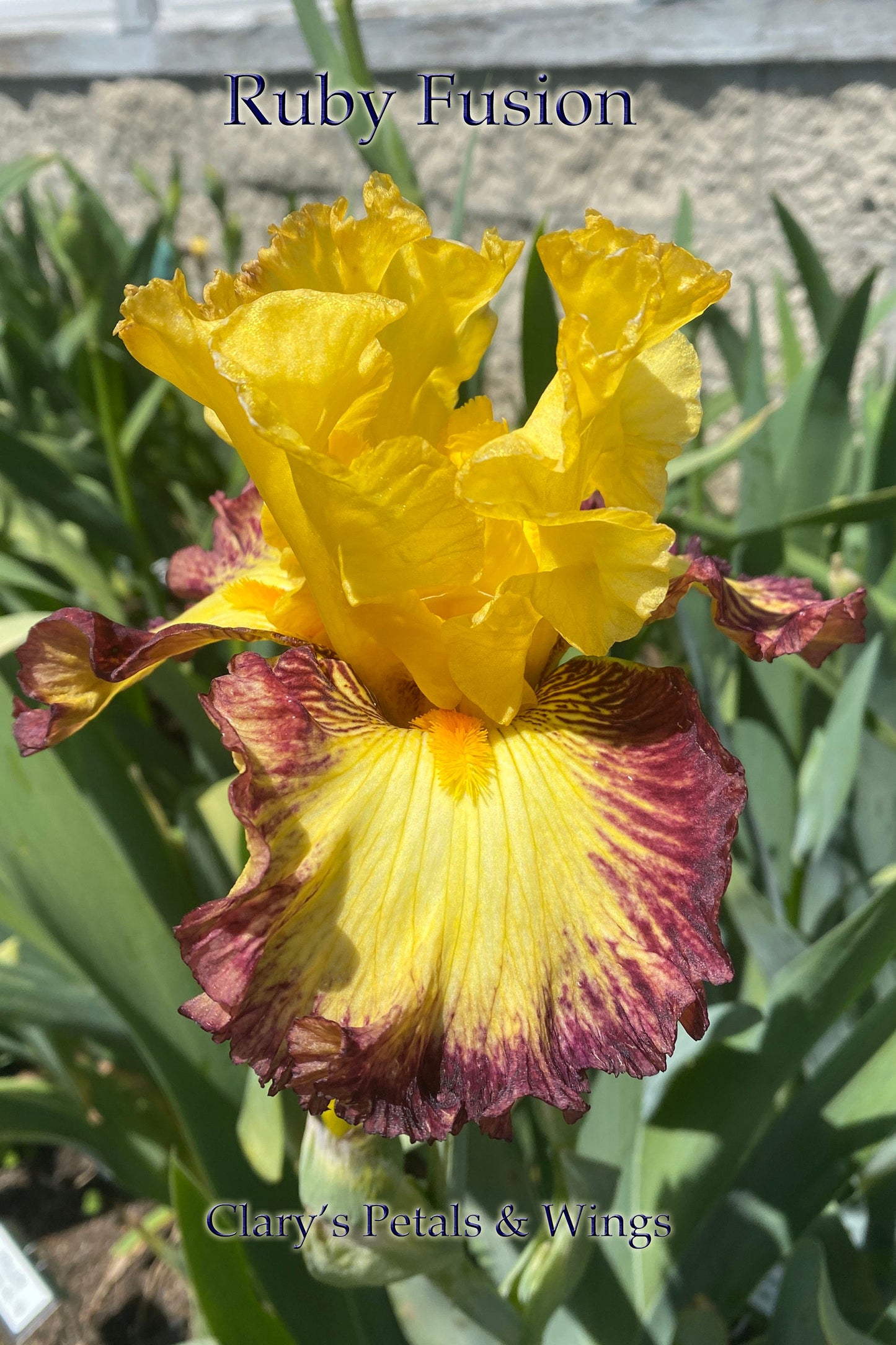 RUBY FUSION - 2020 - TB - Fragrant