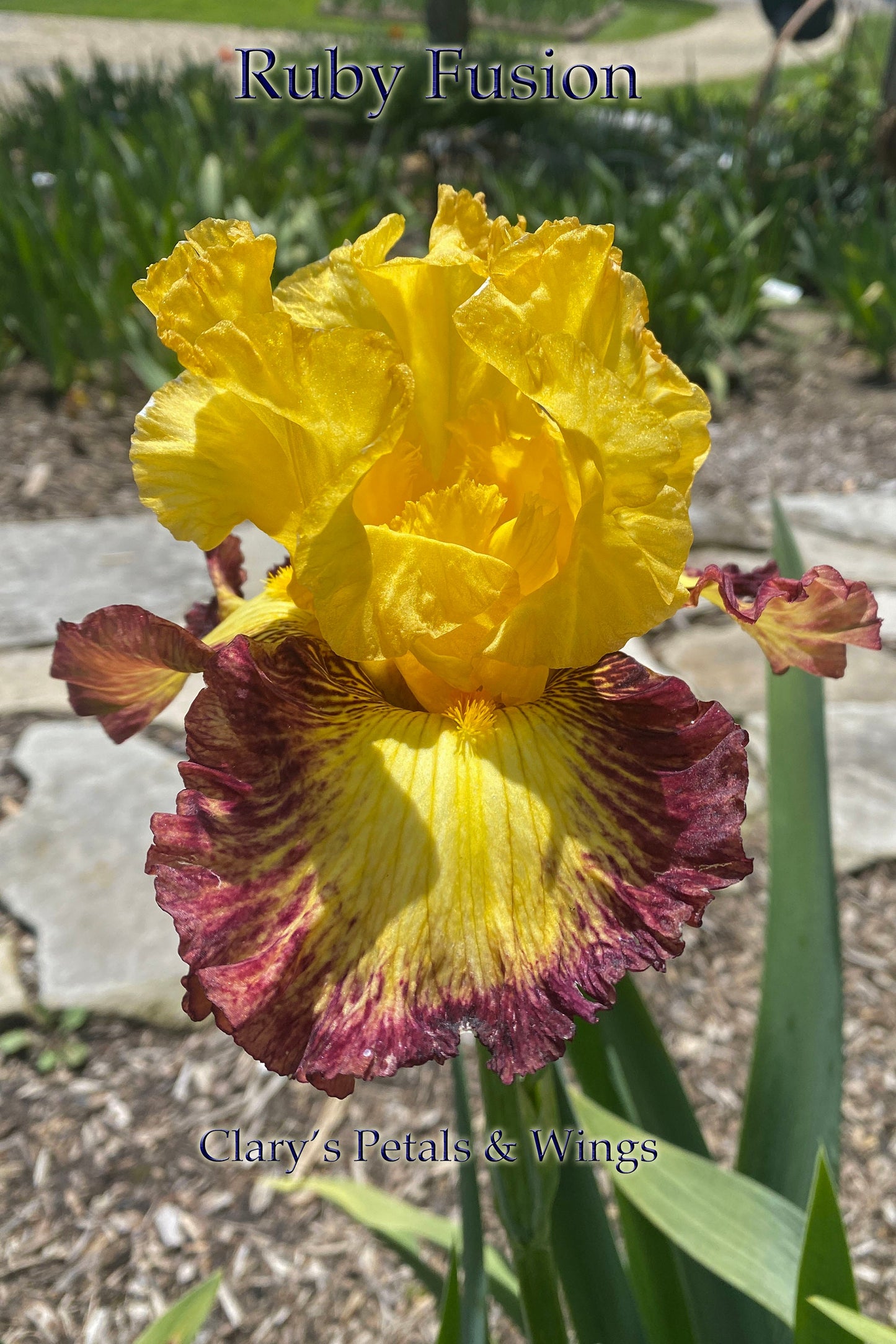 RUBY FUSION - 2020 - TB - Fragrant