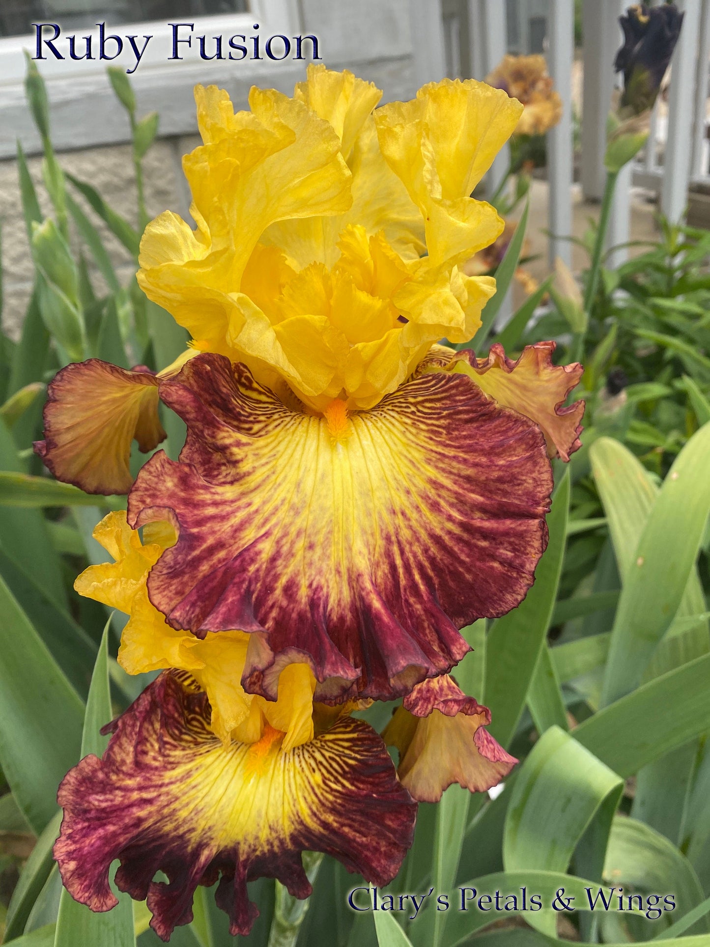 RUBY FUSION - 2020 - TB - Fragrant