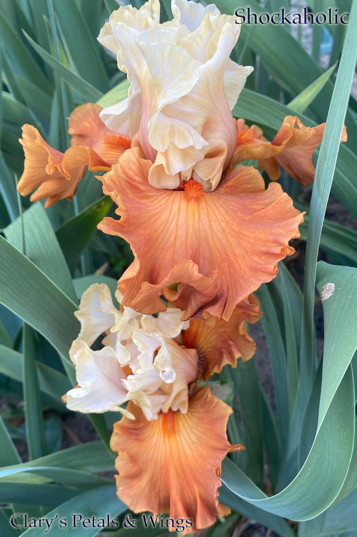 SHOCKAHOLIC - 2020 - TB - Fragrant