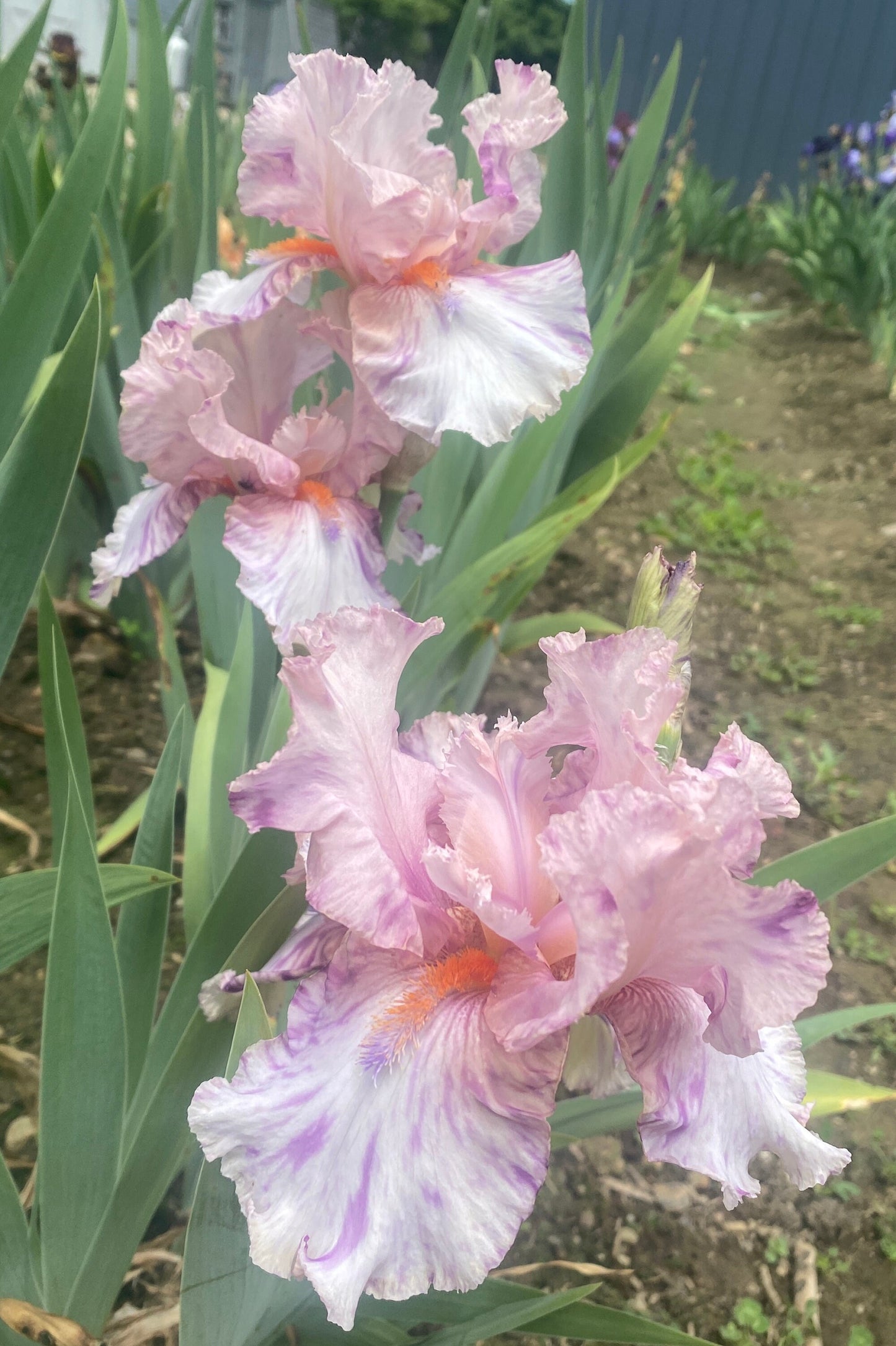 ZEKIE - 2007 - TB - Fragrant