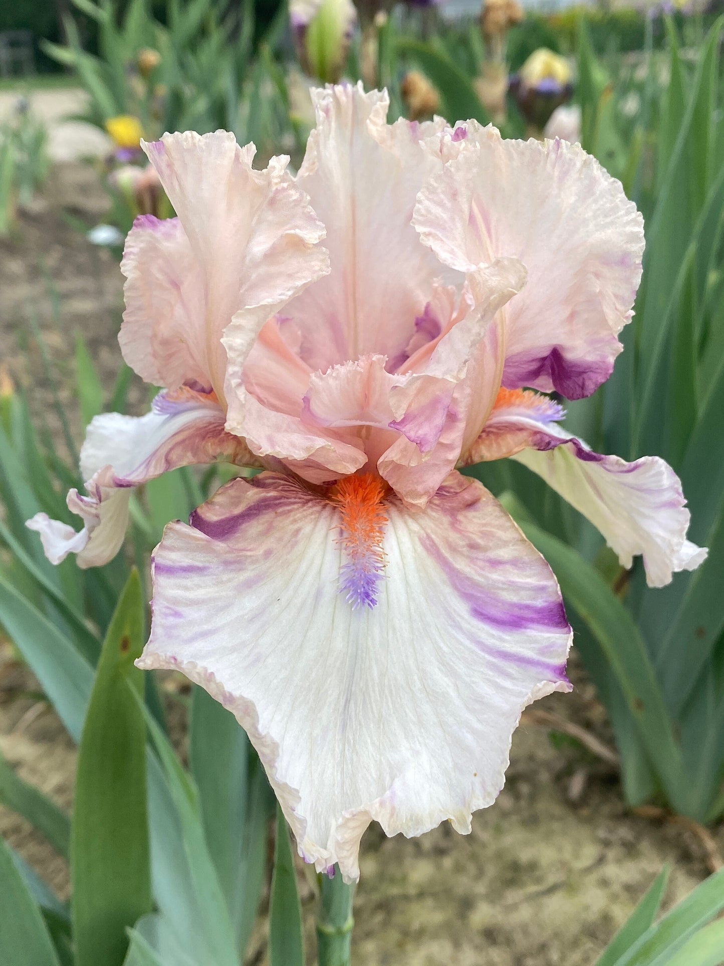 ZEKIE - 2007 - TB - Fragrant