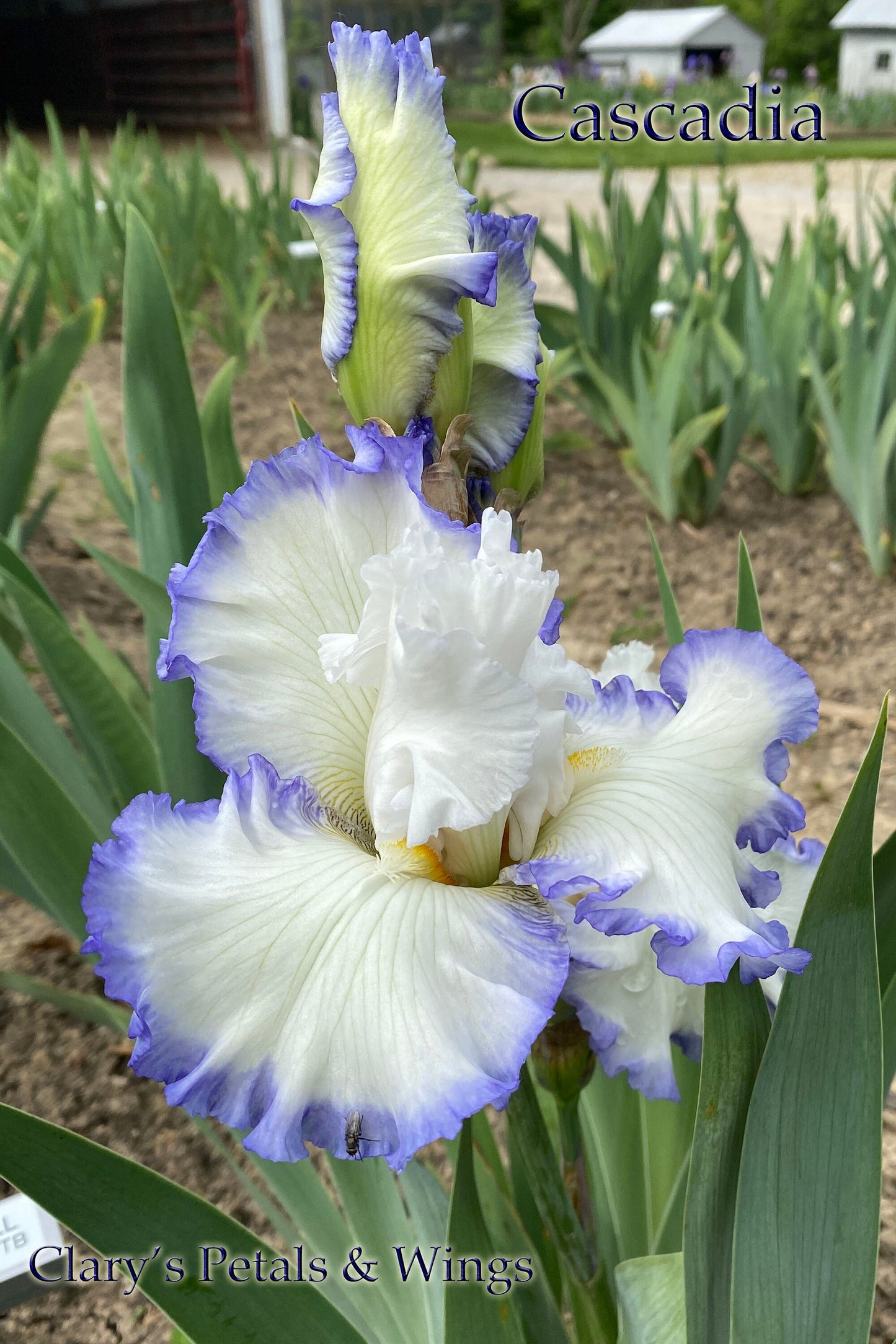 CASCADIA - 2020 - TB - Fragrant