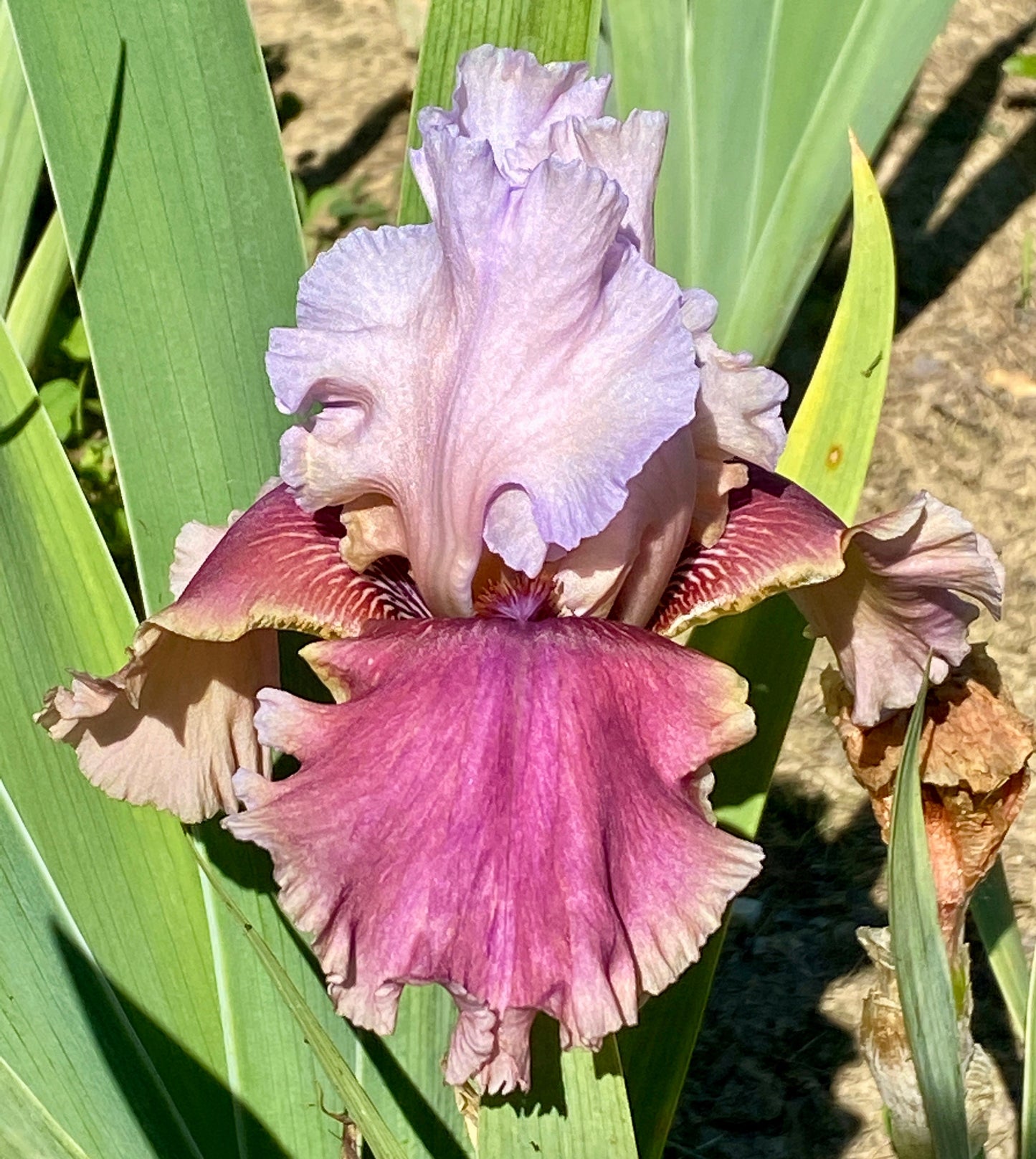 OH CAROL - 2012 TB - Reblooming & Fragrant
