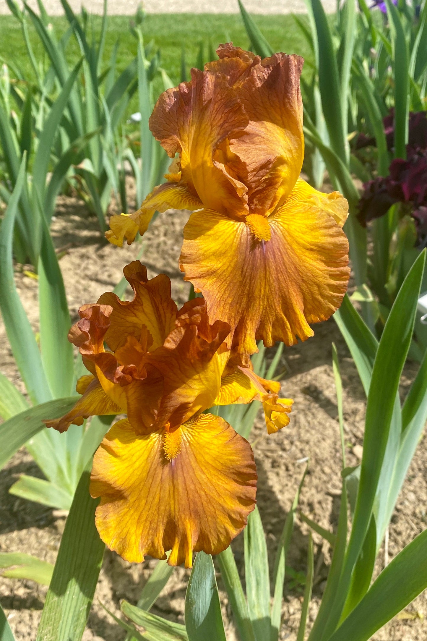 SPICE TRADER - 2010 - TB