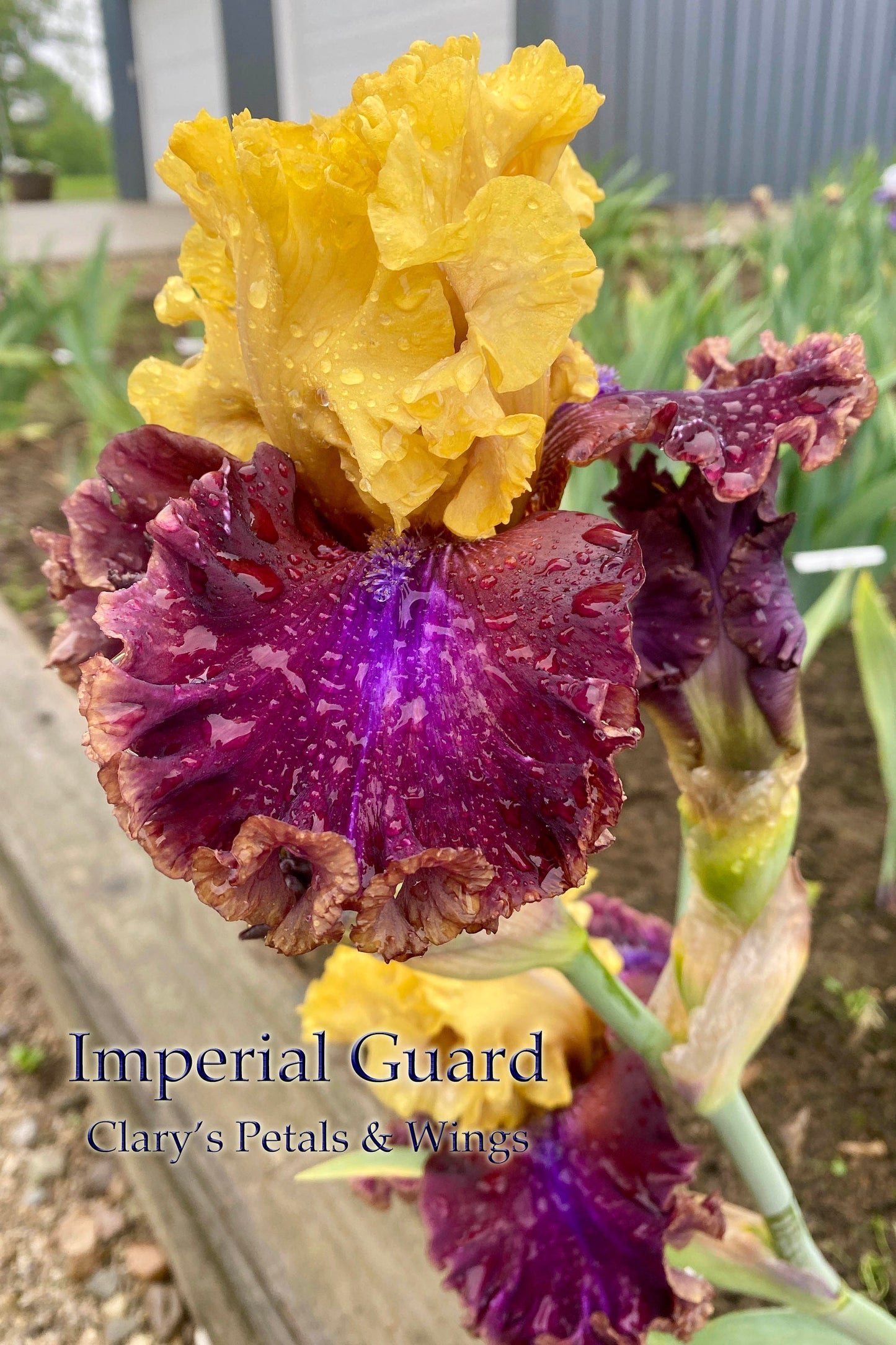 IMPERIAL GUARD -2017 TB