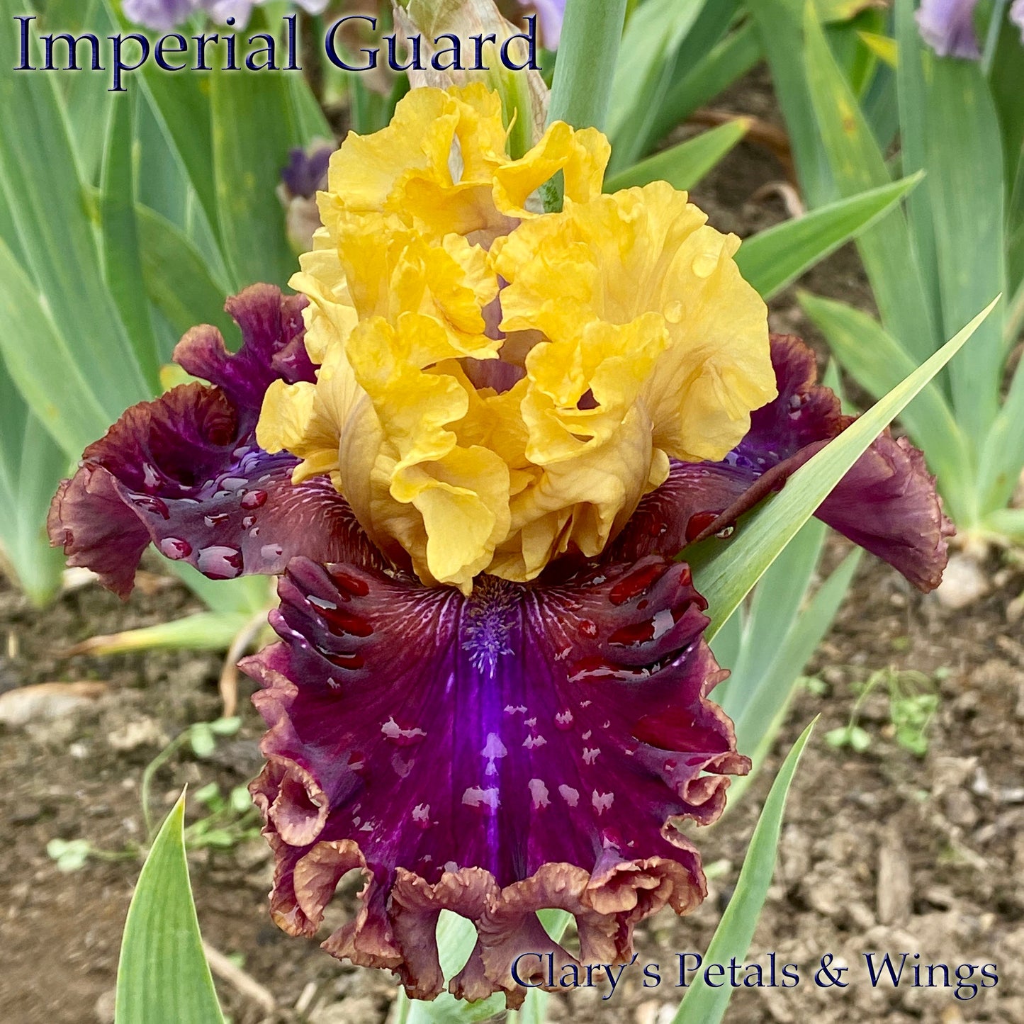 IMPERIAL GUARD -2017 TB
