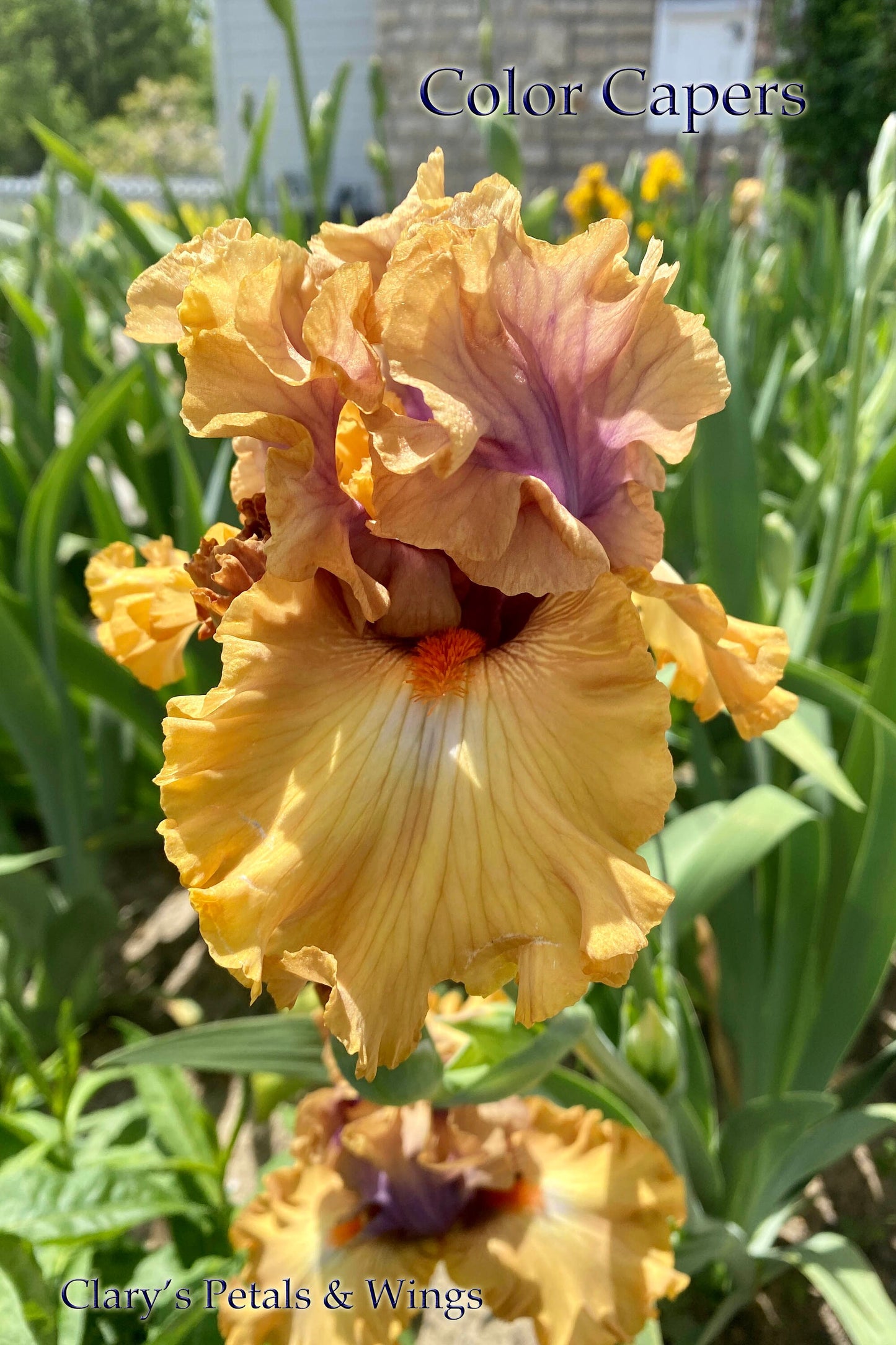 COLOR CAPERS - 2020 - TB