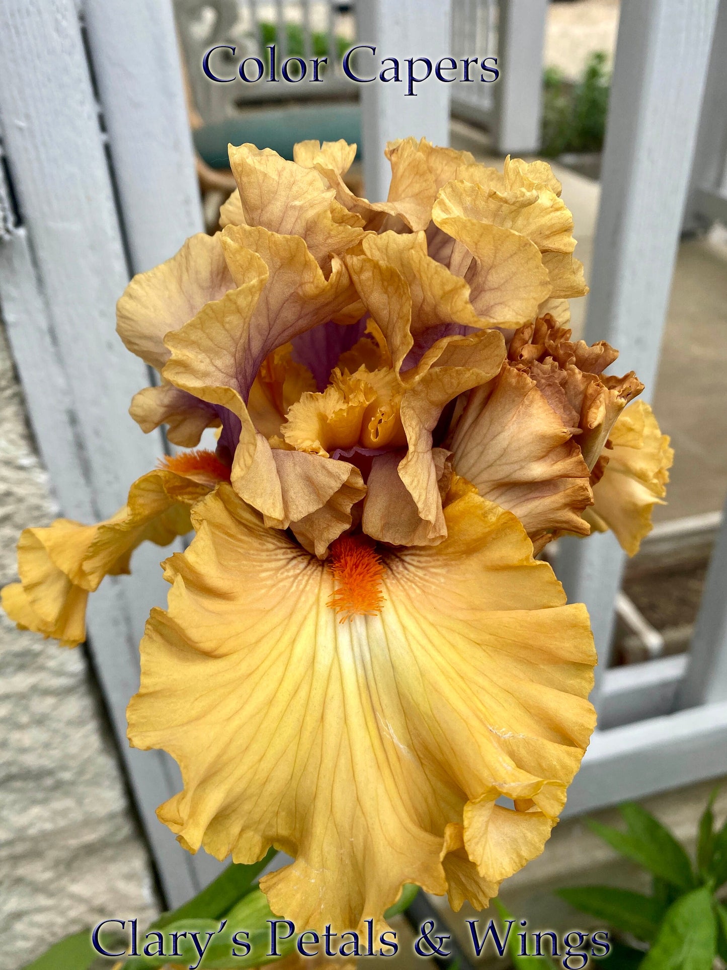 COLOR CAPERS - 2020 - TB