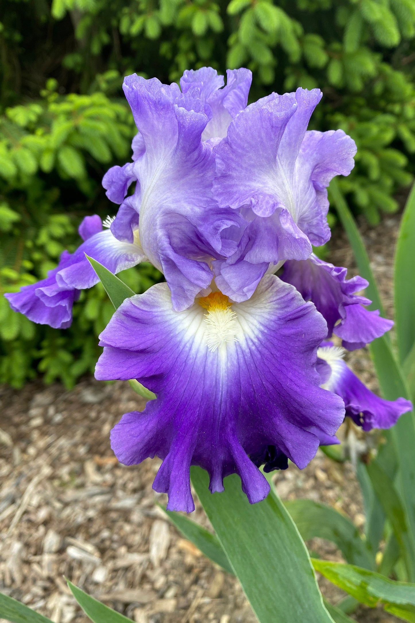 JOY RETURNS-2016 TB-Reblooming & Fragrant