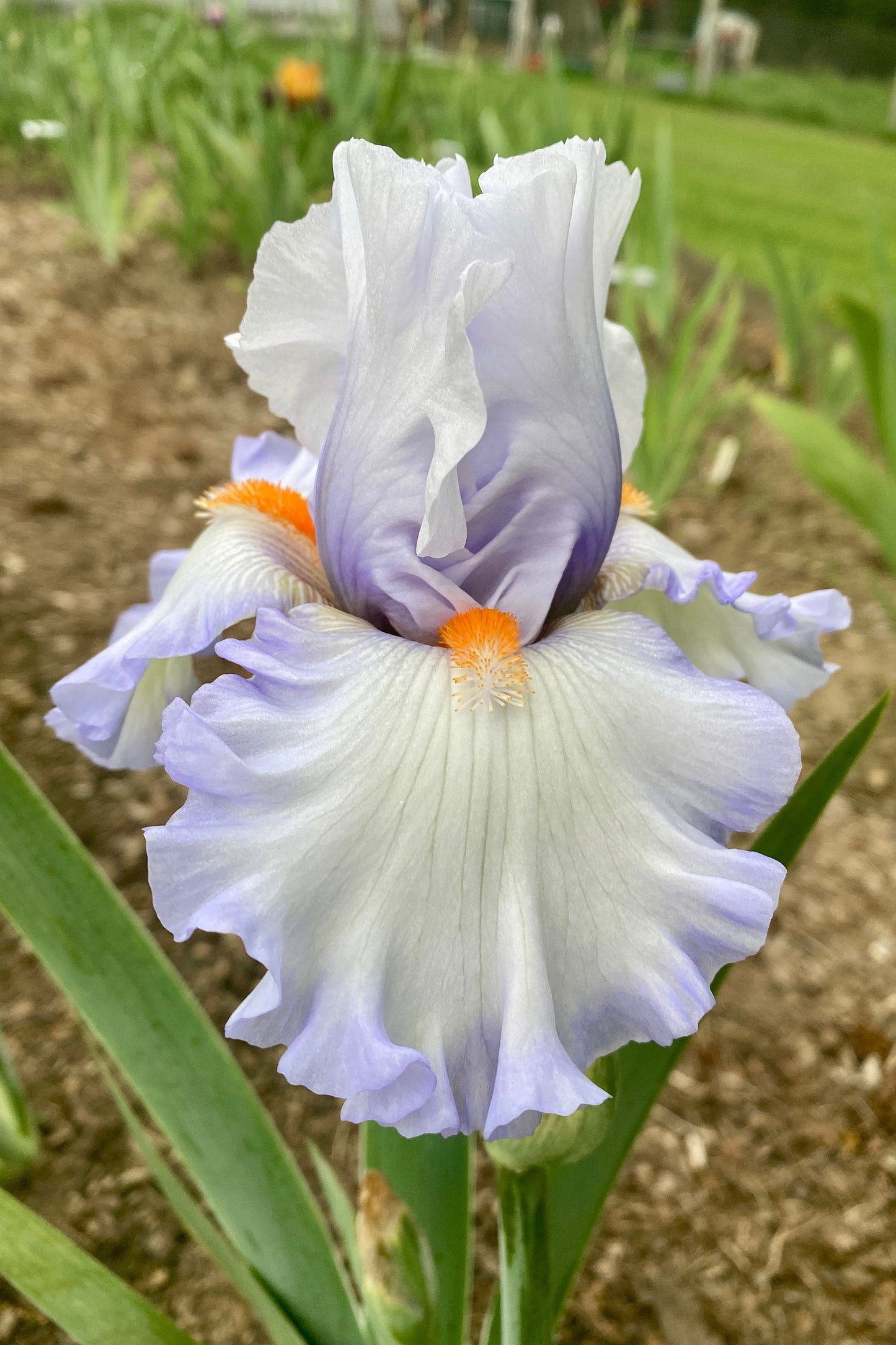 WATERLINE - 2012 - TB - Reblooming