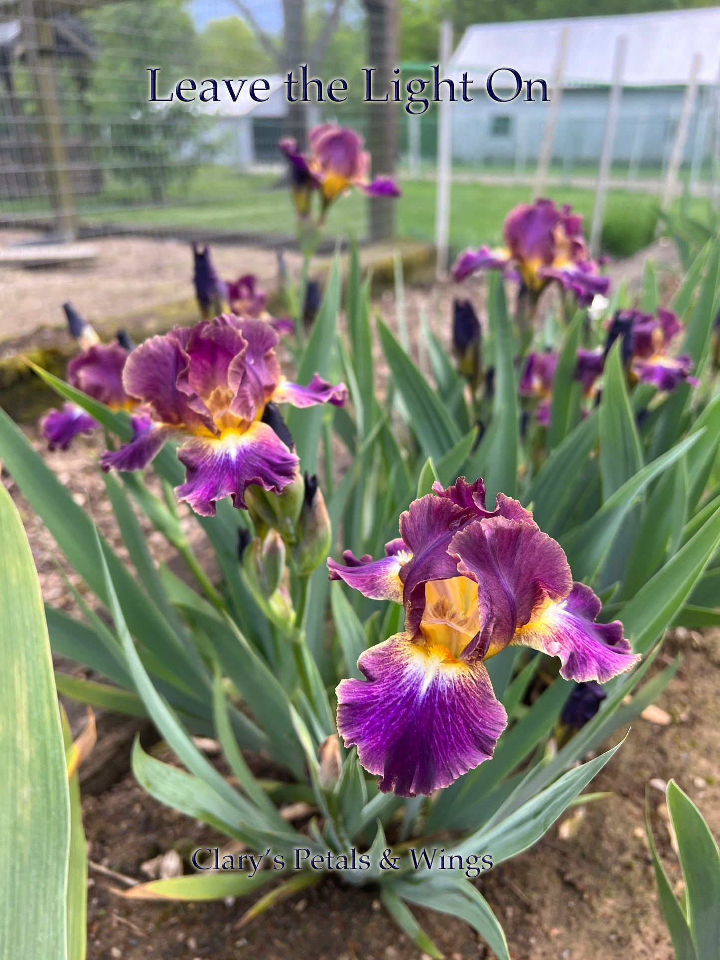 LEAVE THE LIGHTS ON 2013 IB- Fragrant