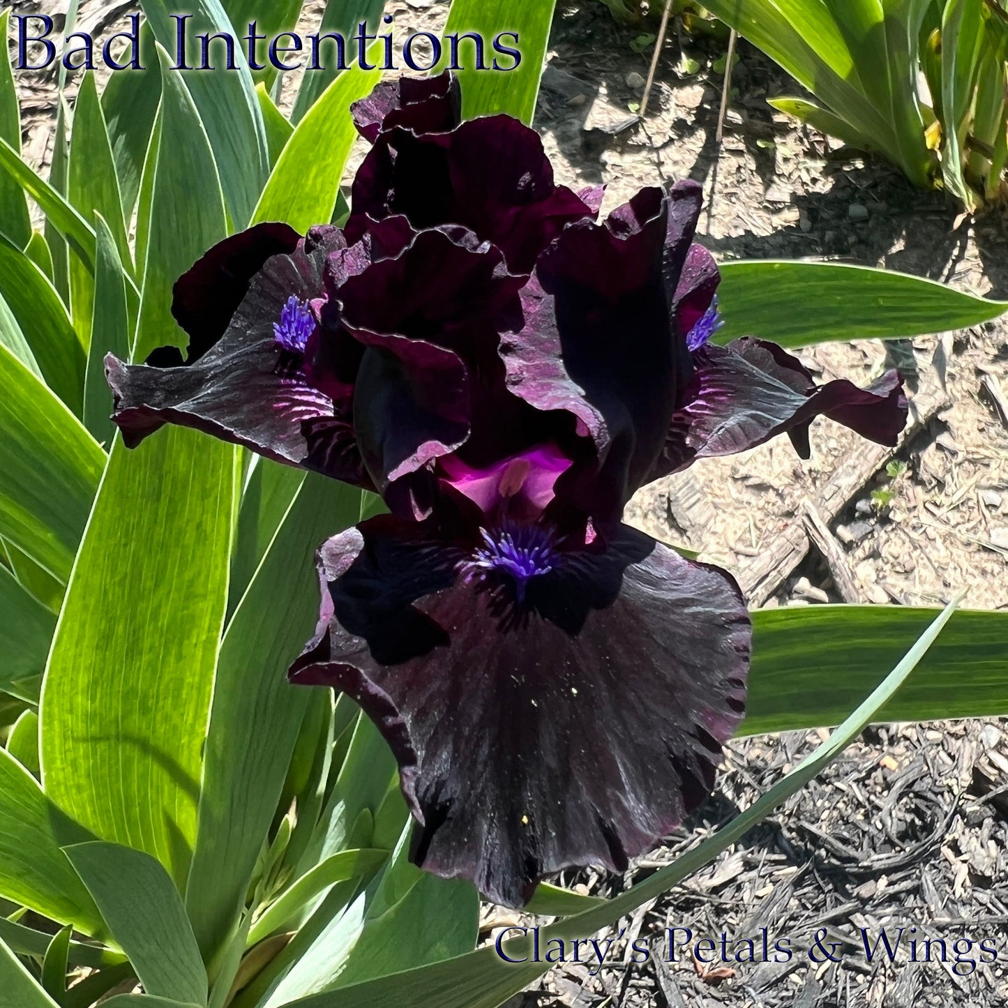 BAD INTENTIONS - 2009 - SDB - Fragrant