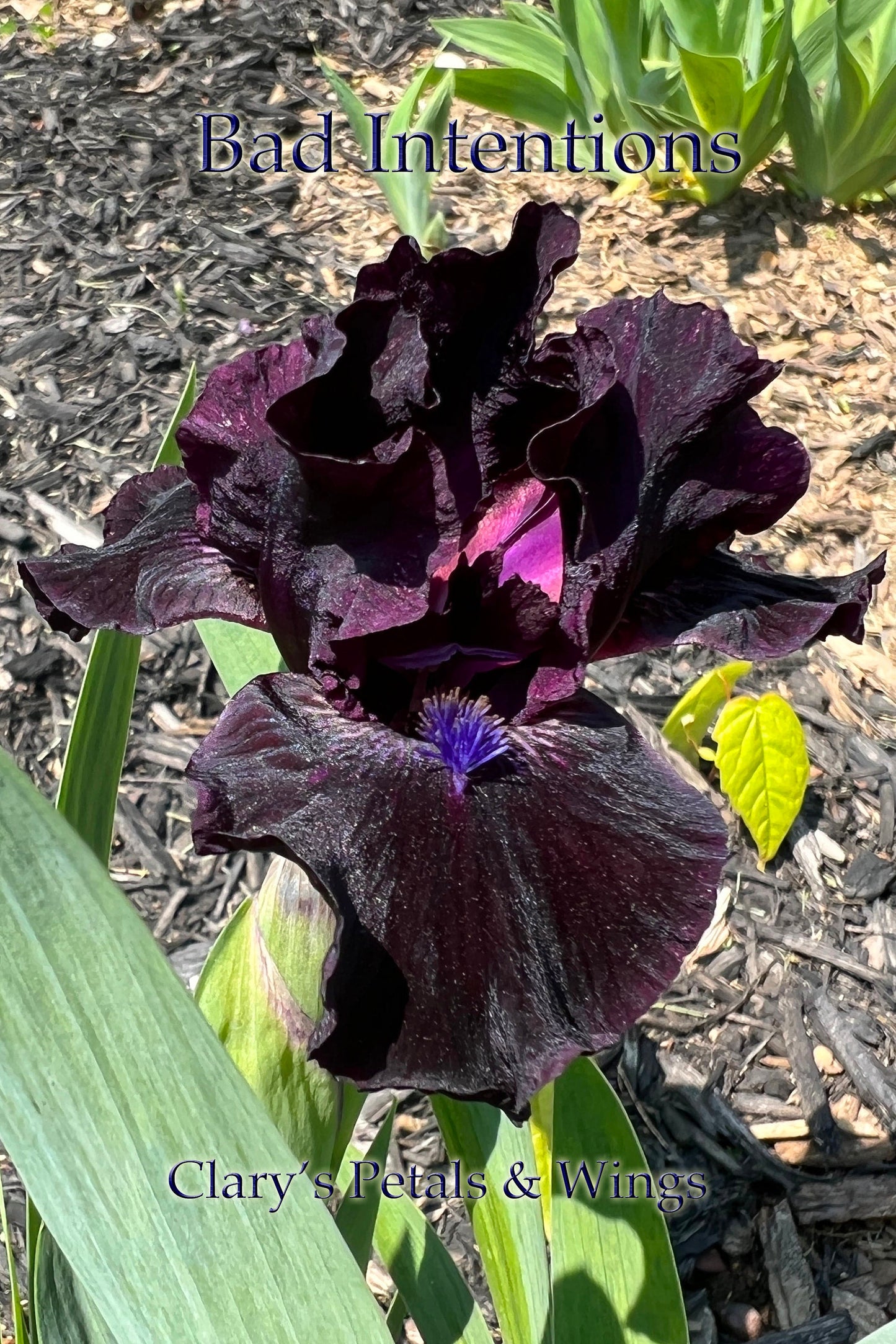 BAD INTENTIONS - 2009 - SDB - Fragrant