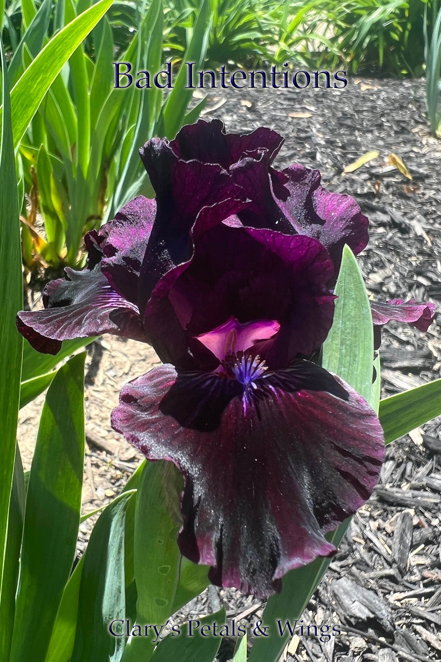 BAD INTENTIONS - 2009 - SDB - Fragrant