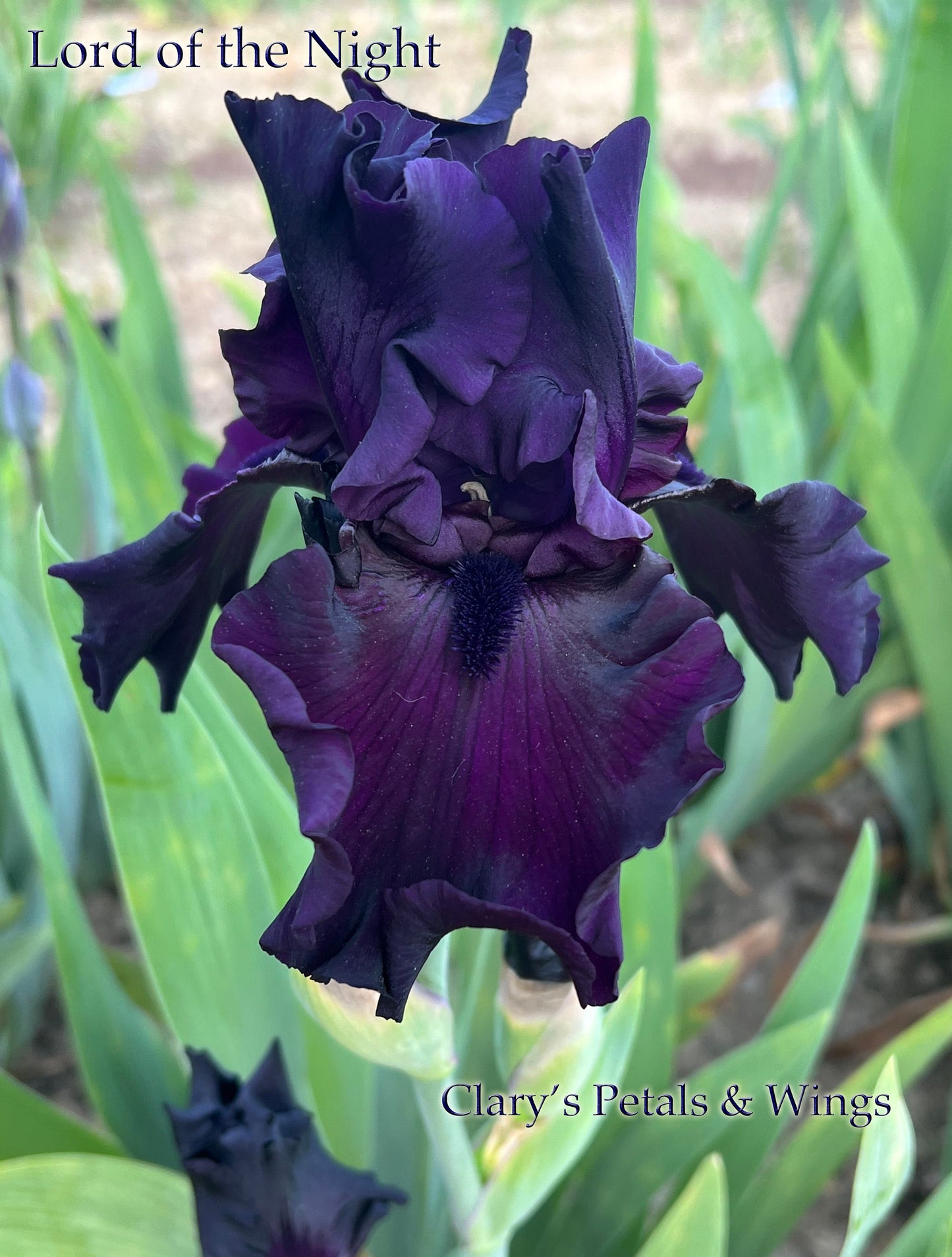 LORD OF THE NIGHT 2005 TB- Fragrant