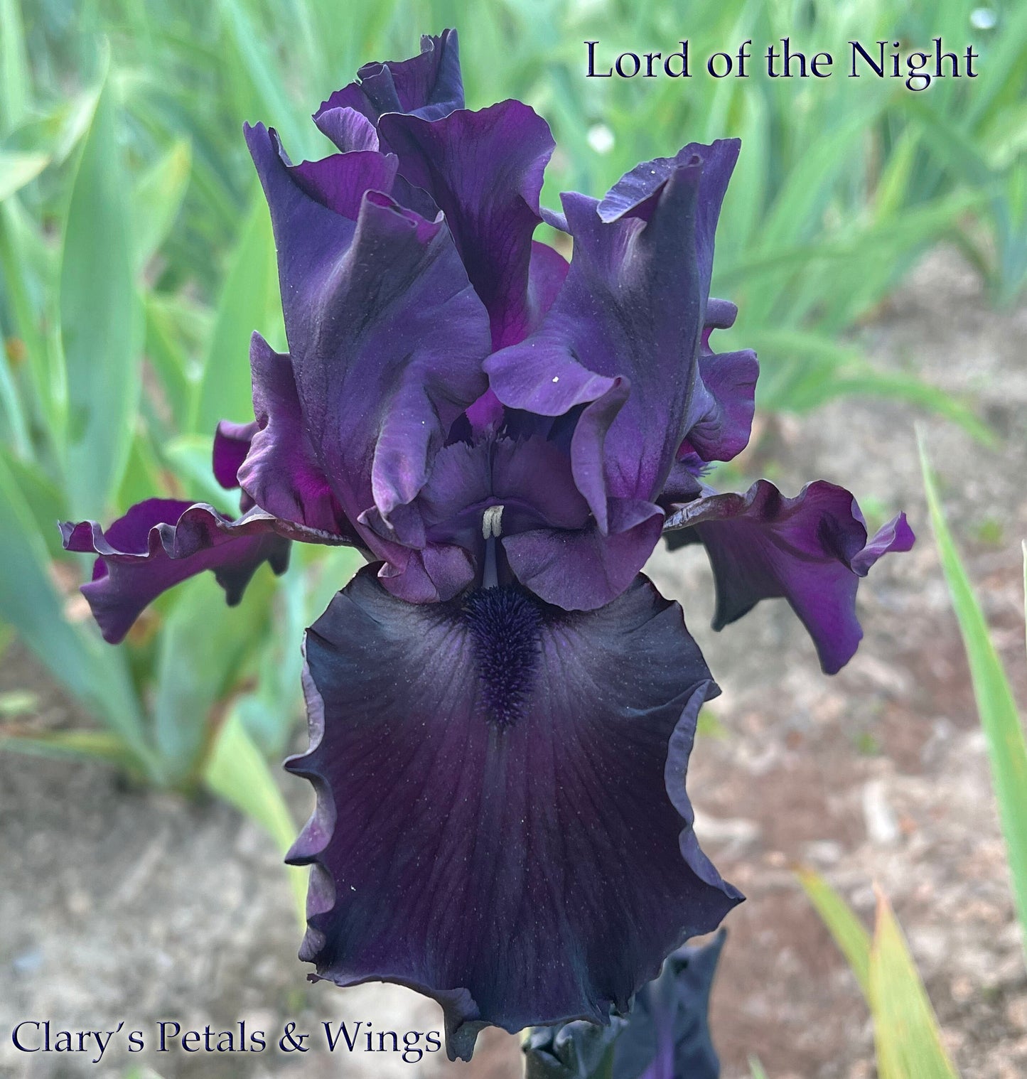 LORD OF THE NIGHT 2005 TB- Fragrant