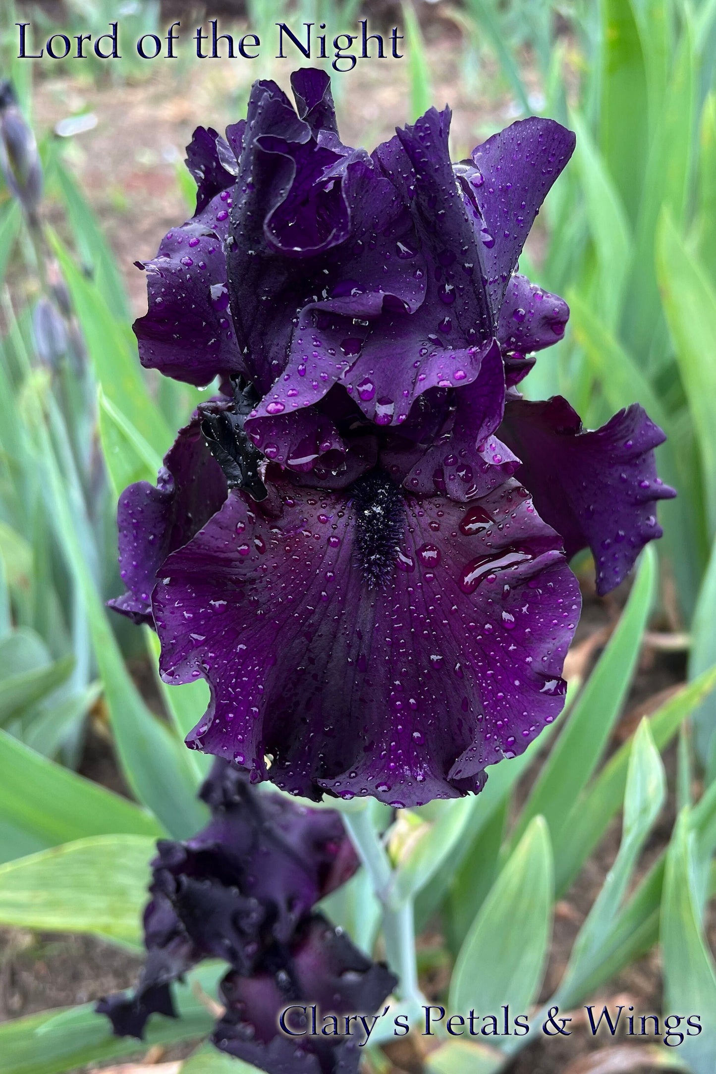 LORD OF THE NIGHT 2005 TB- Fragrant