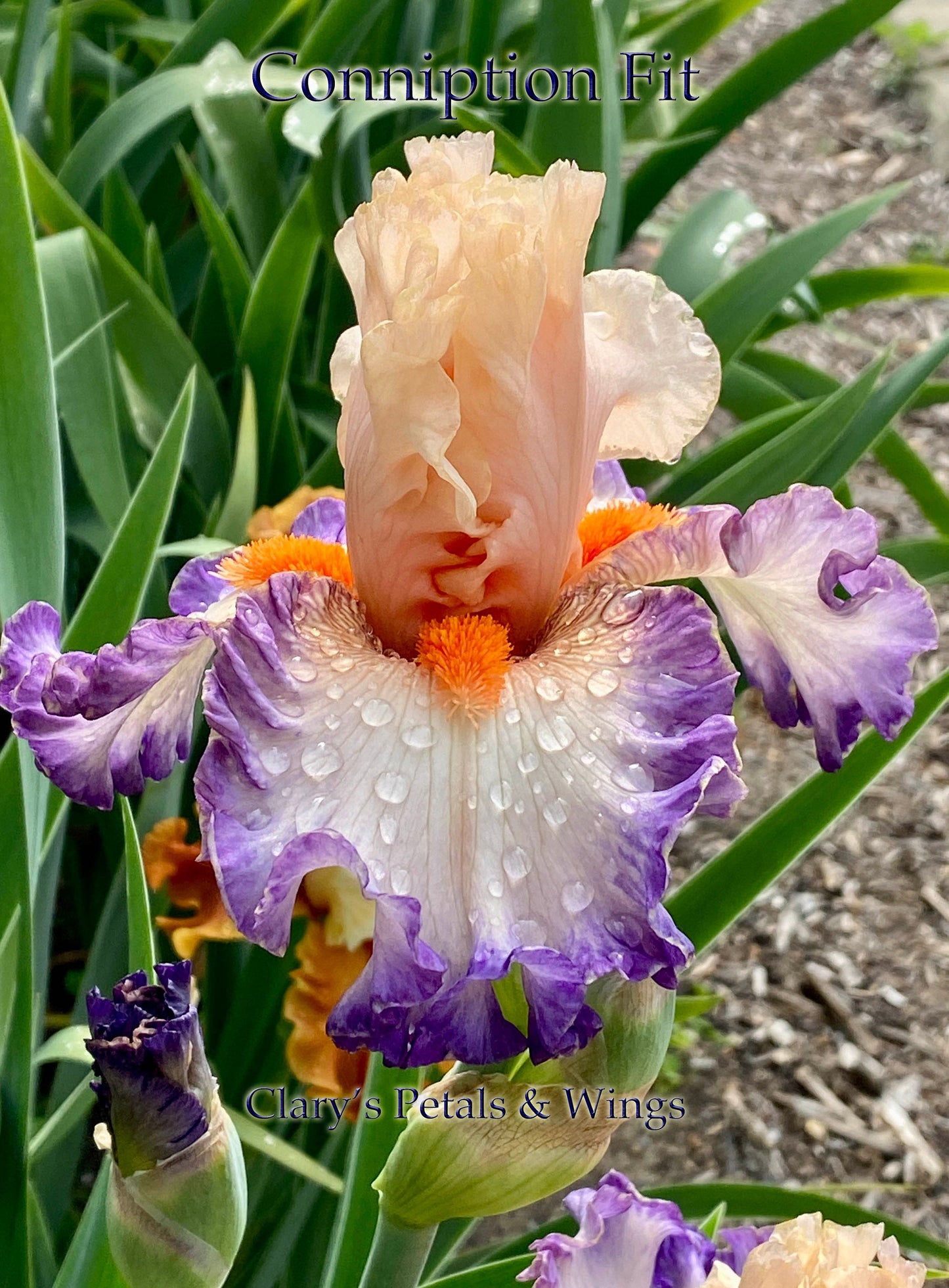 CONNIPTION FIT - 2020 - TB