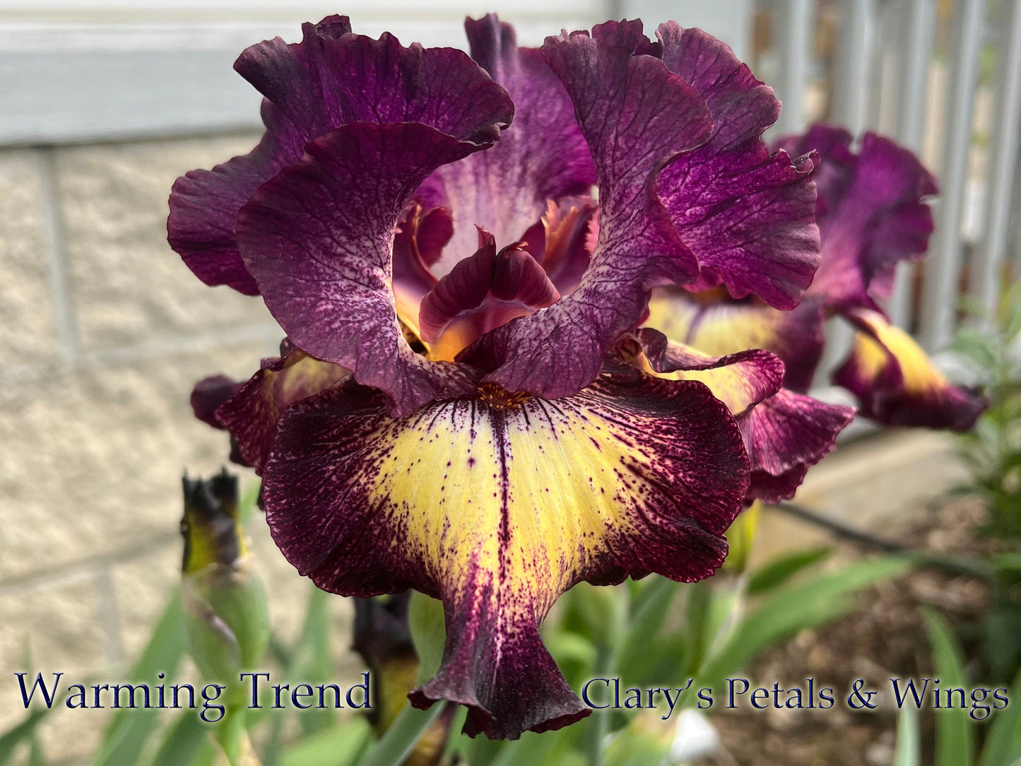 WARMING TRENDS - 2021 - TB - Fragrant